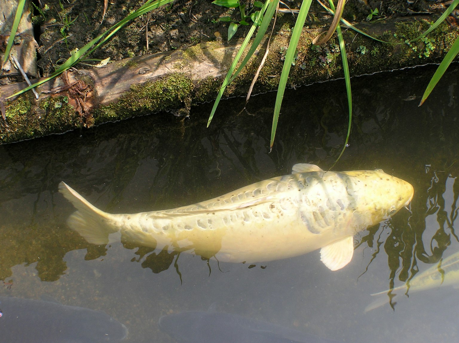 A koi fish swimming in shallow water surrounded by green grass