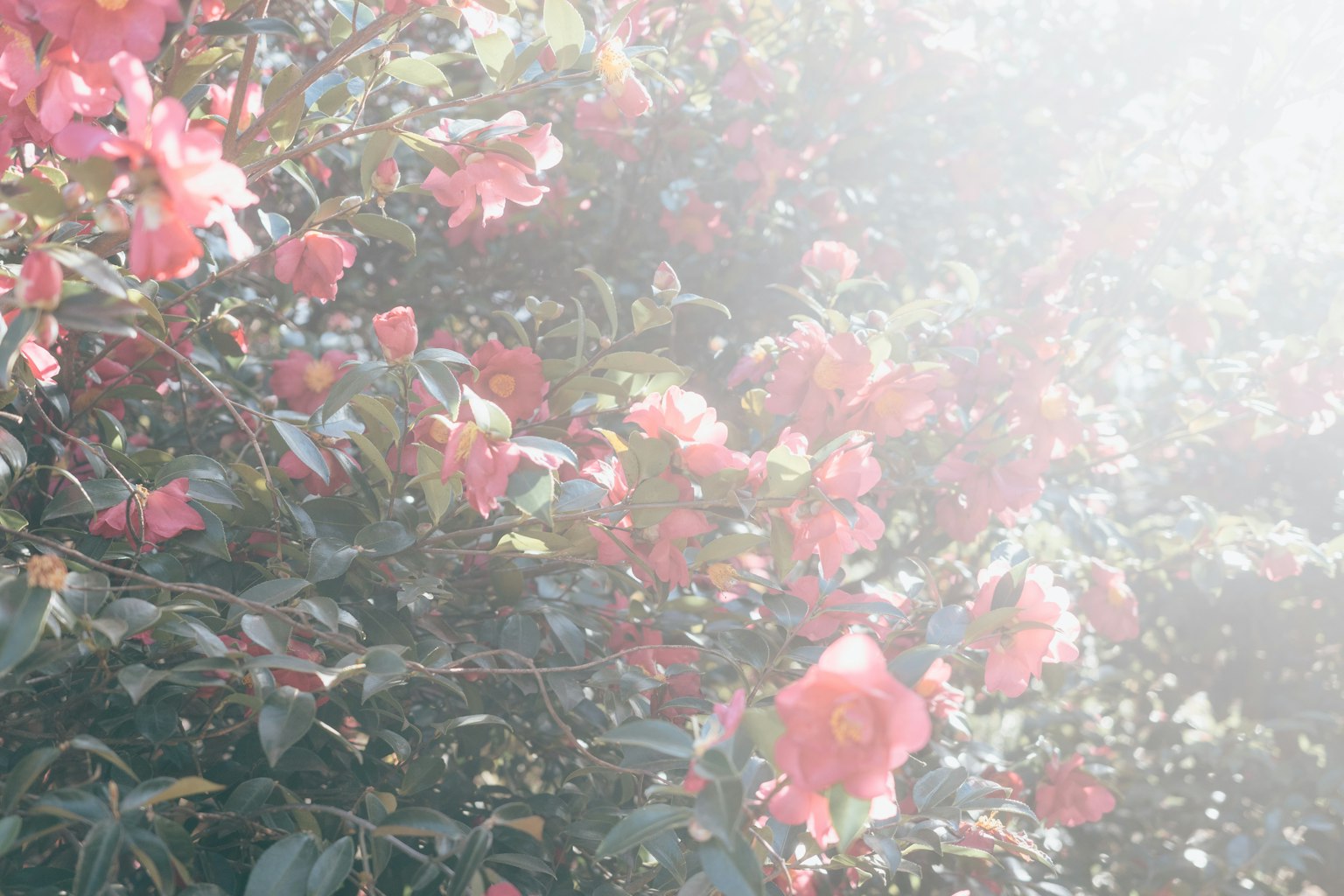 ดอกไม้สีชมพูเบ่งบานท่ามกลางใบเขียวในแสงนุ่มนวล
