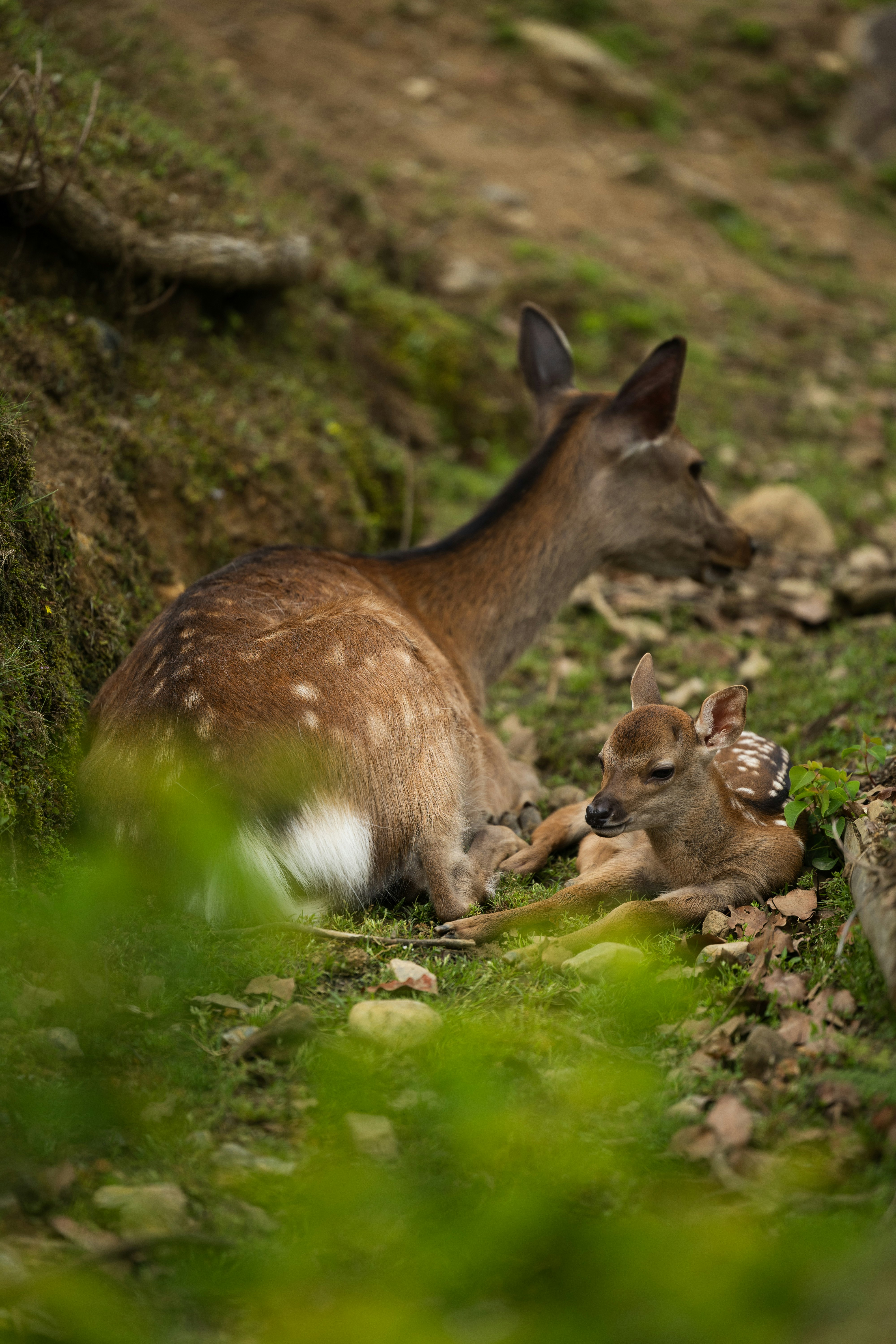 草むらの中で子どもを守るカンガルーの親子