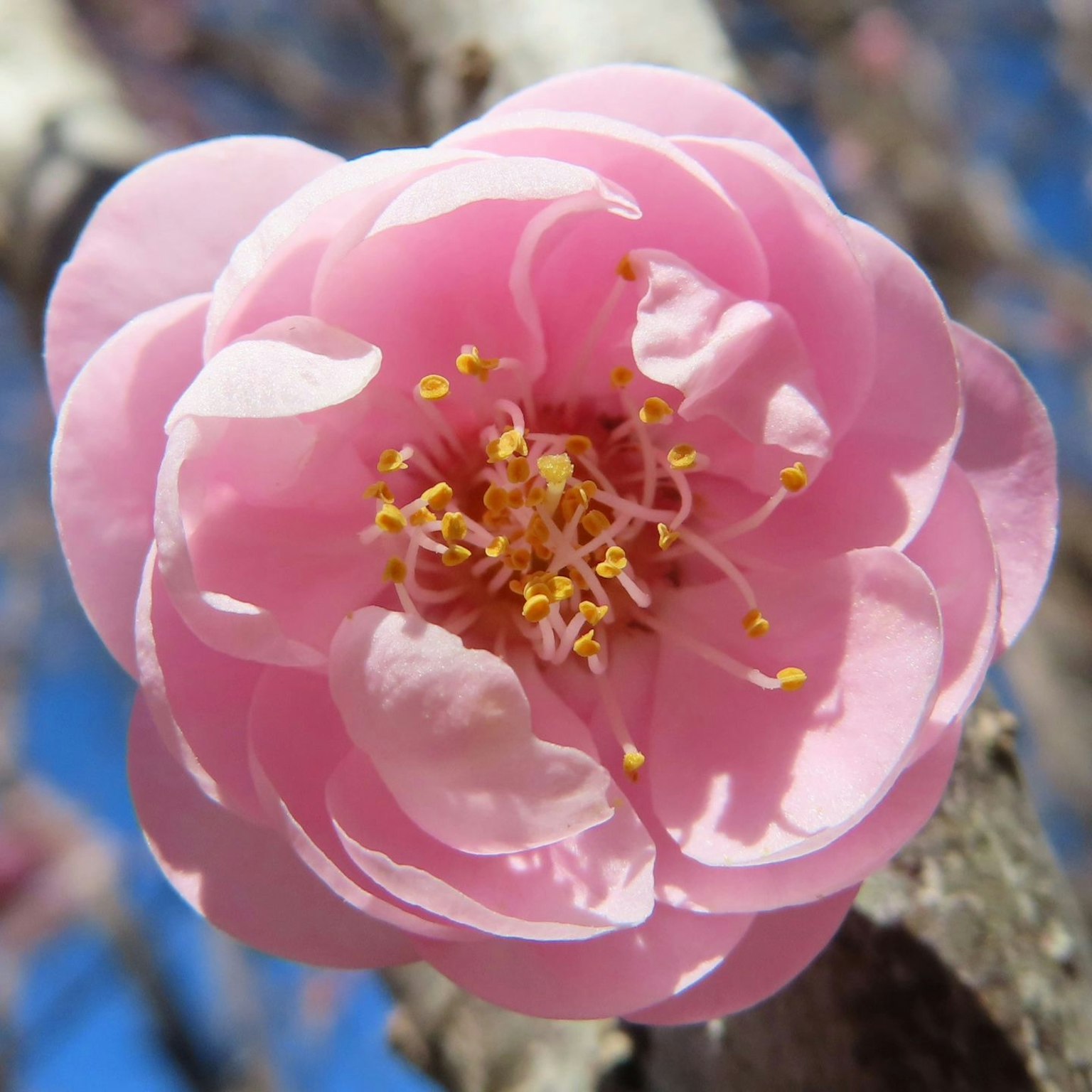 树枝上盛开的淡粉色花朵特写