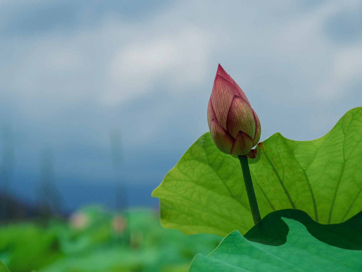 一朵美丽的莲花蕾从绿色叶子中探出