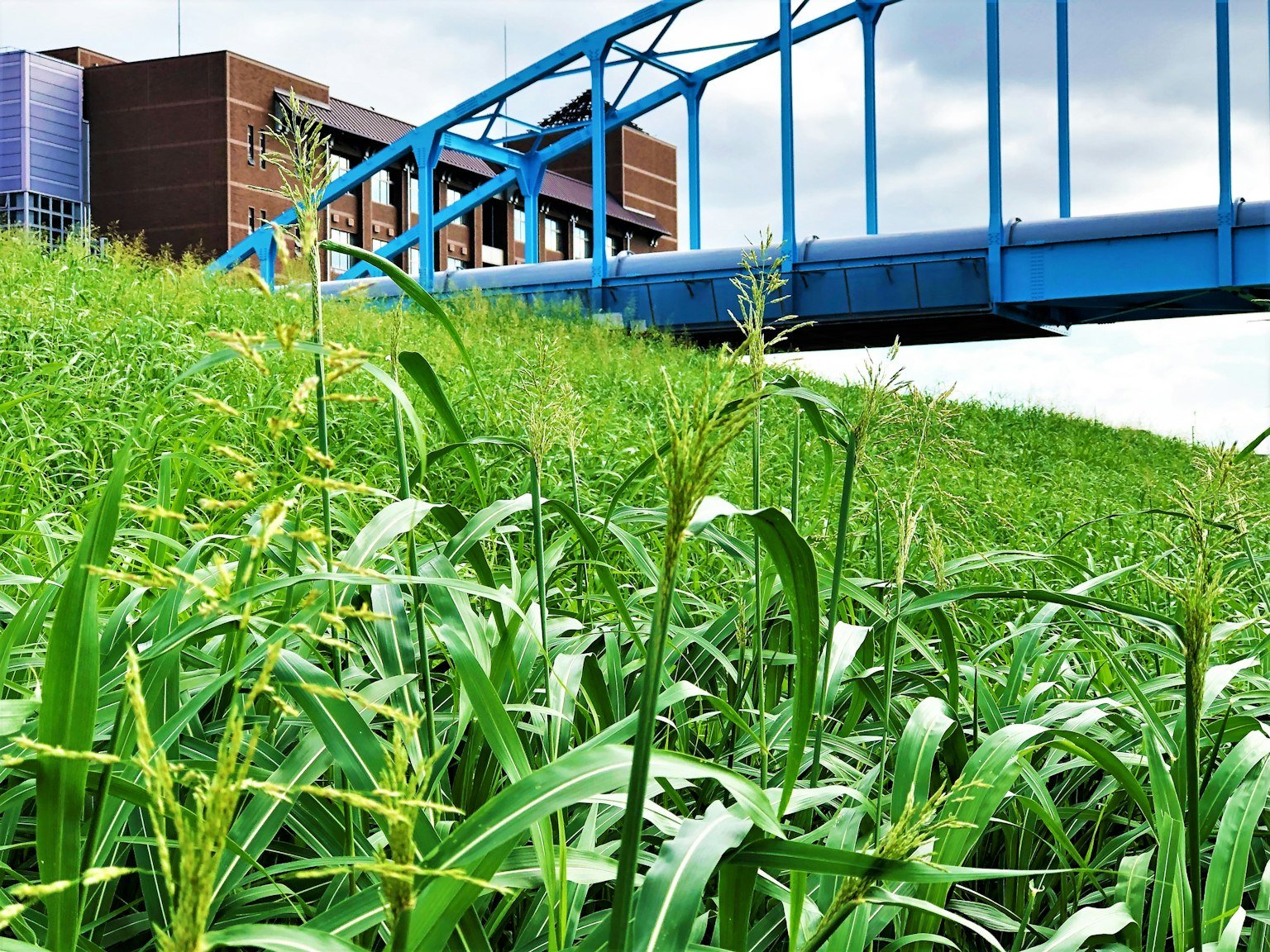 Vue d'un pont bleu sur de l'herbe verte