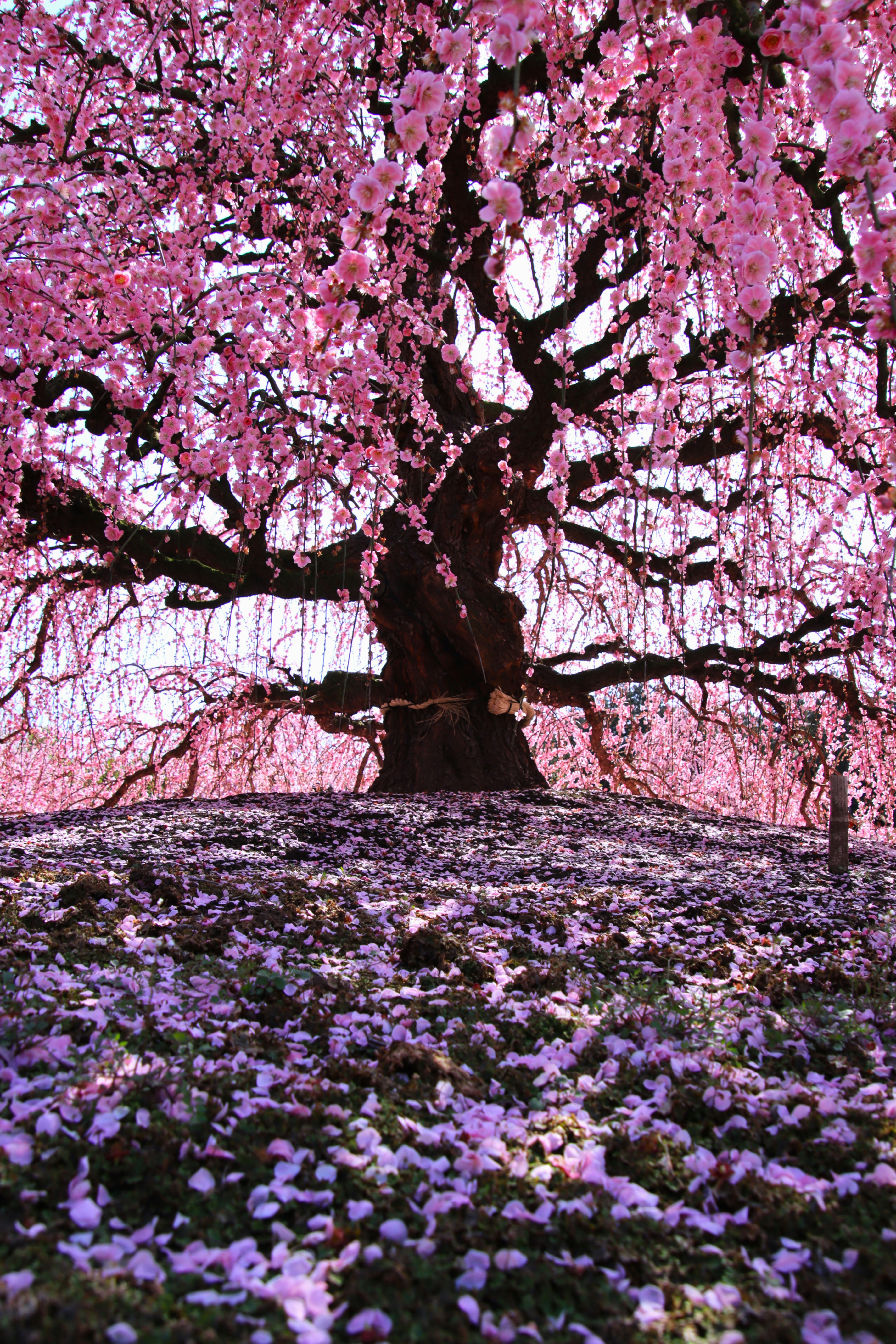 幽玄の木の下に咲く桜の花と花びらの小道