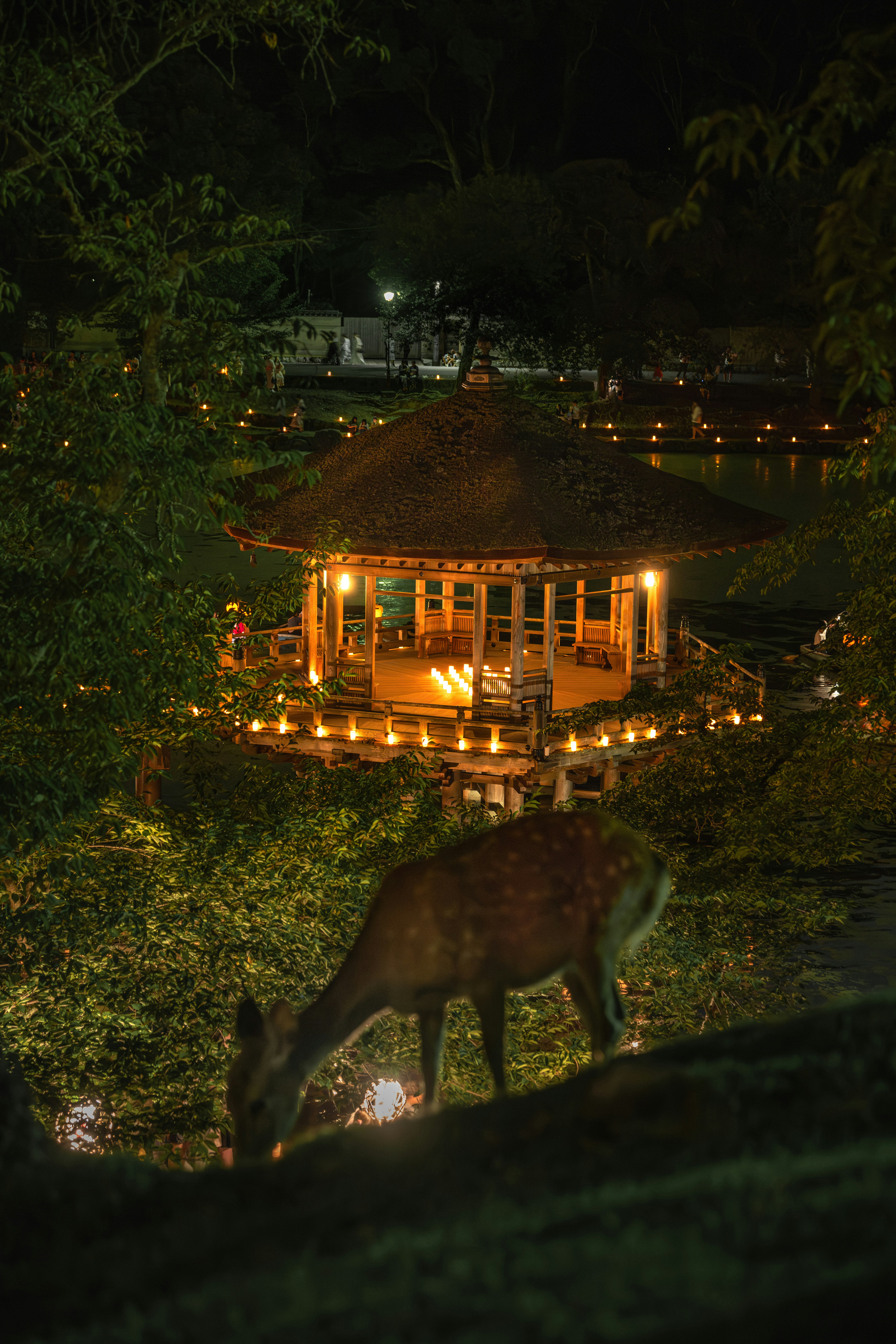 Night garden scene with lanterns from Nara Toro-kai 2025 and deer
