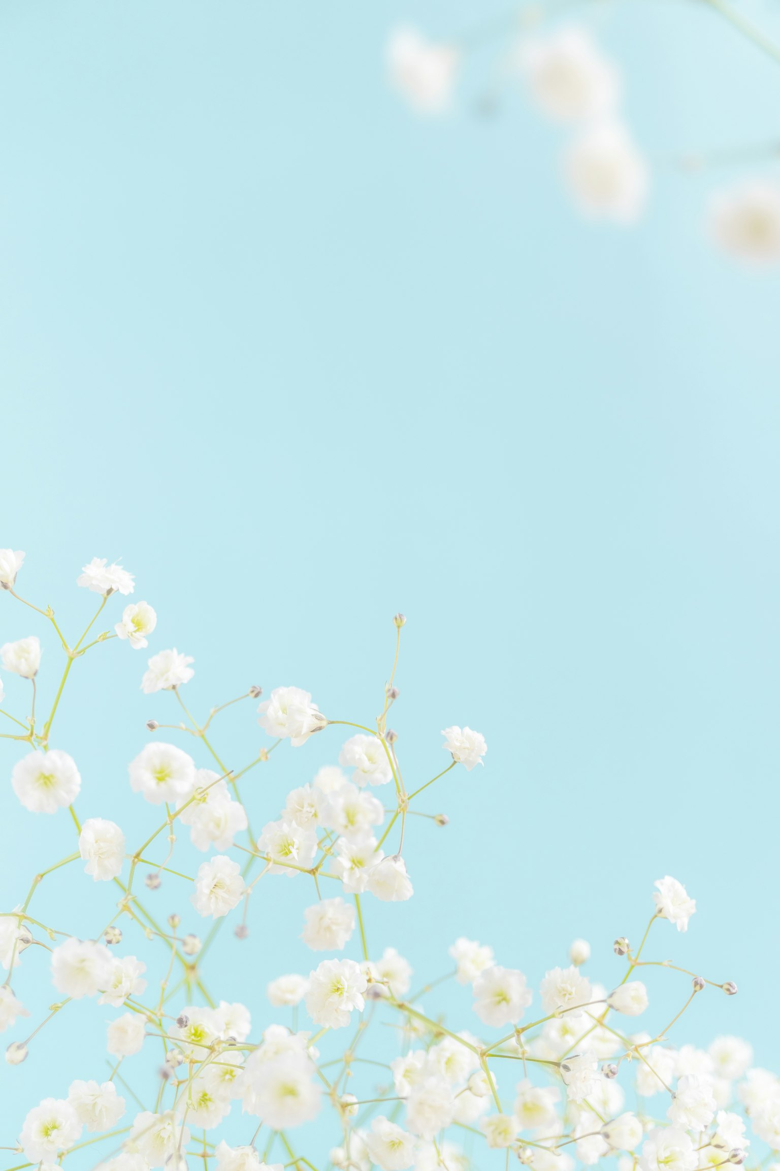 Image douce de fleurs blanches sur fond de ciel bleu