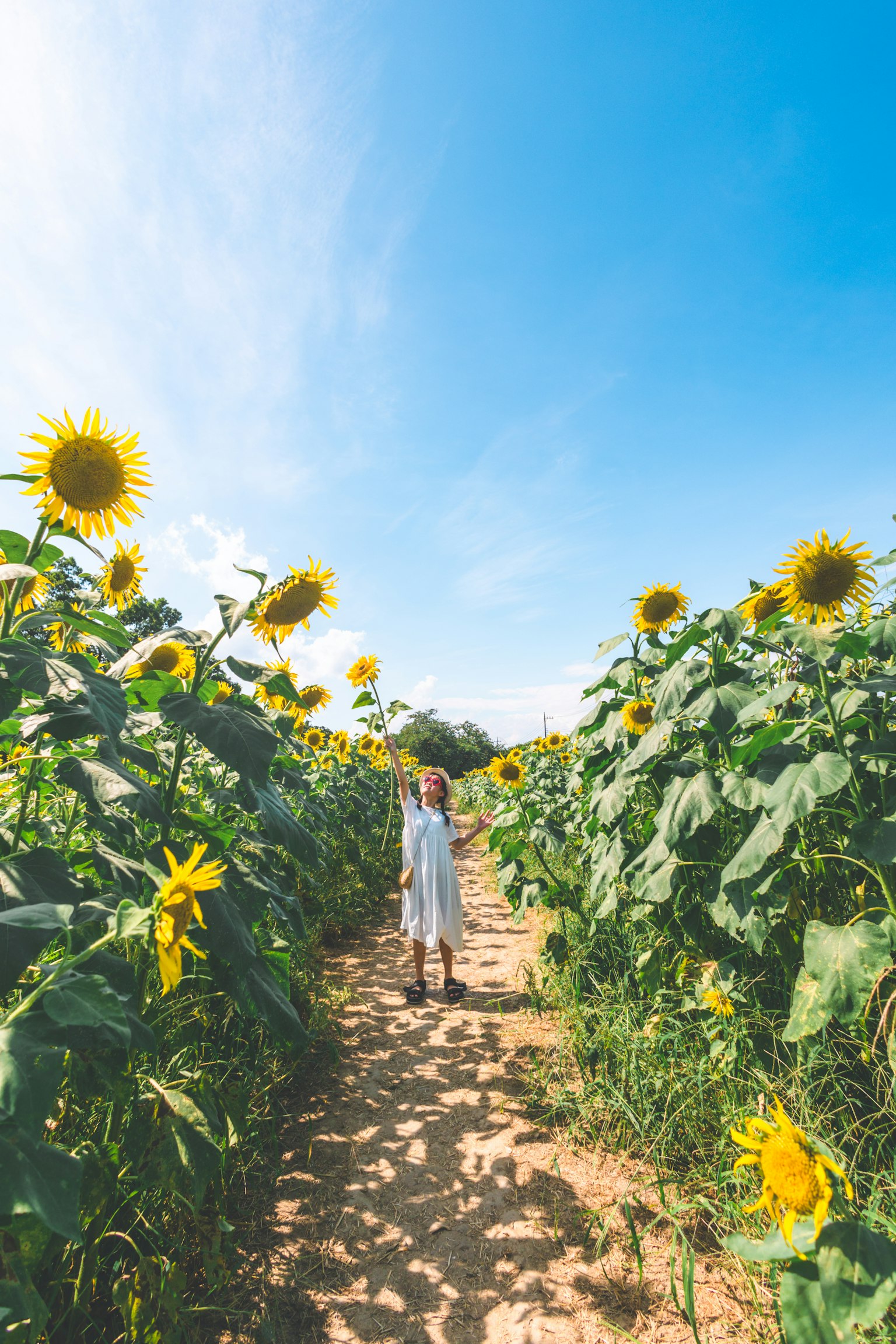 Una donna che cammina in un campo di girasoli sotto un cielo azzurro