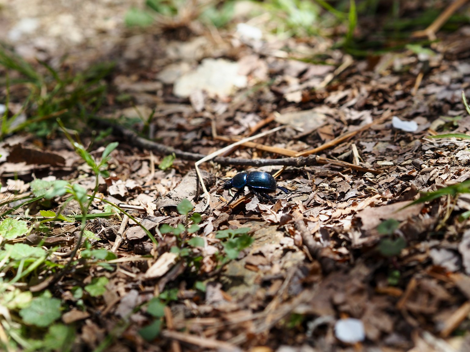 Un pequeño insecto en el suelo entre hojas y tierra
