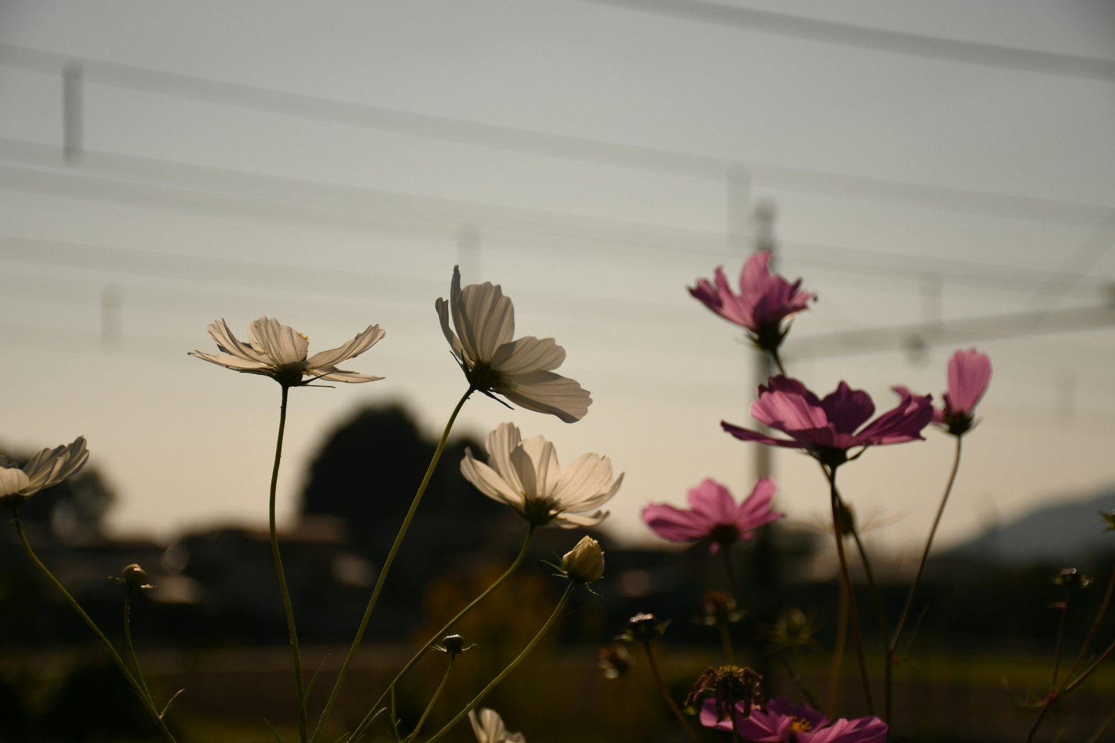 Blumensilhouetten wiegen sich in einem Feld bei Dämmerung