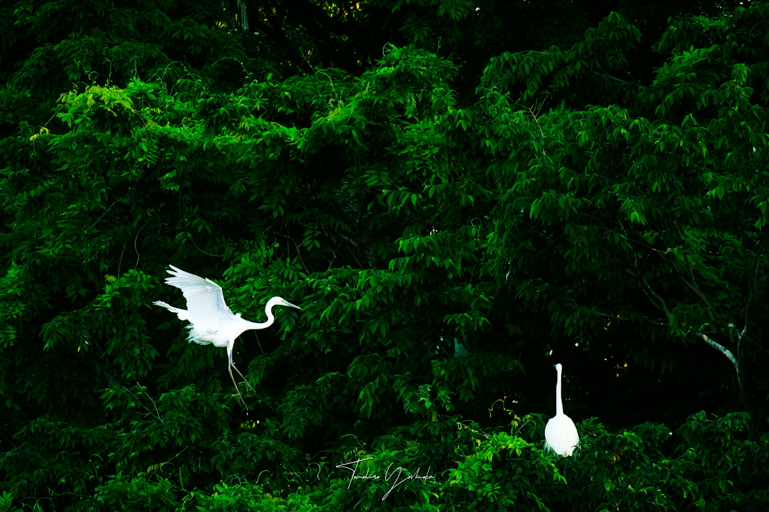 Cảnh đẹp của một con cò trắng bay giữa những cây xanh tươi tốt và một con cò đứng yên