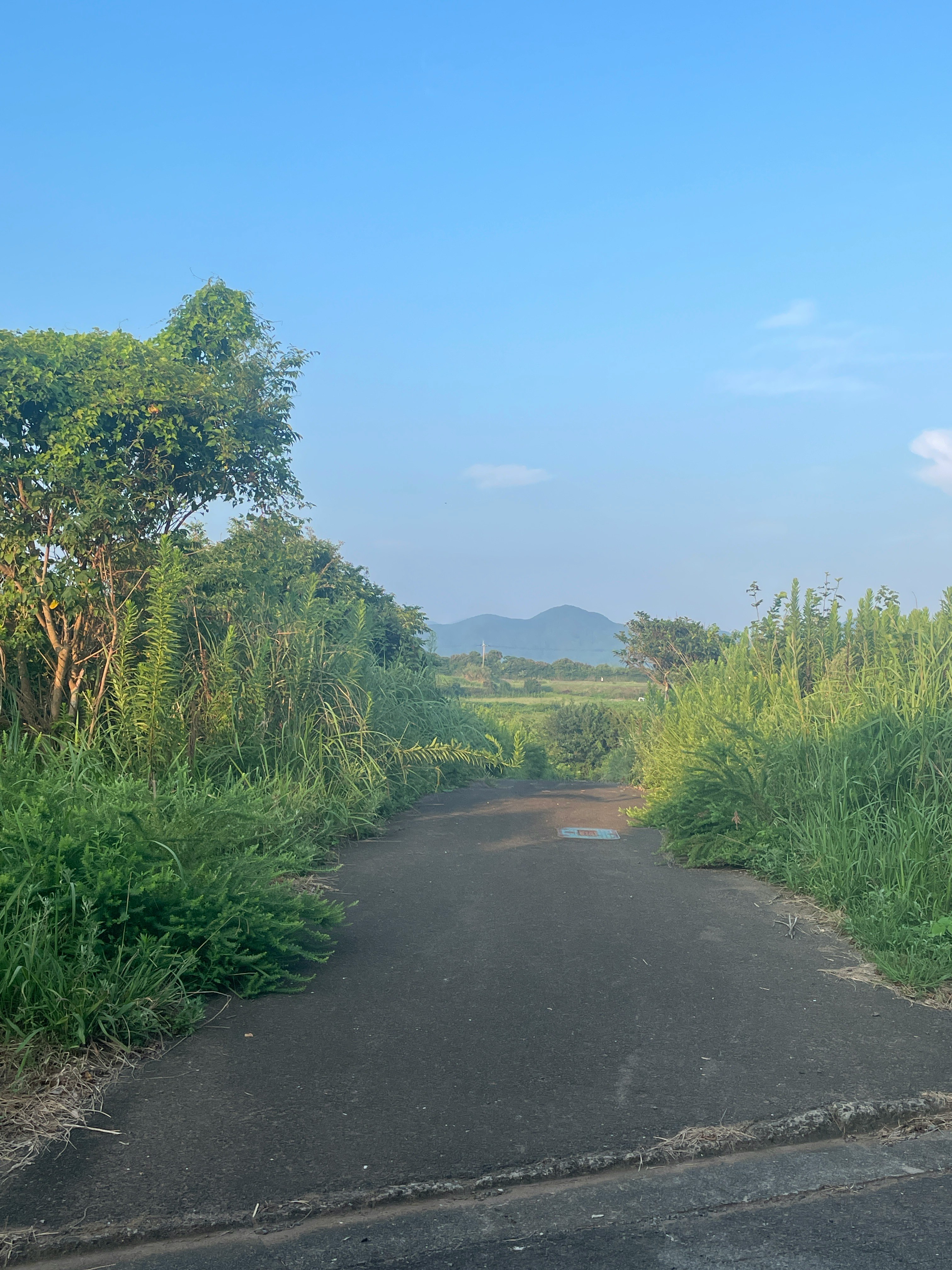 先の見えないあぜ道の先に広がる緑の田園風景
