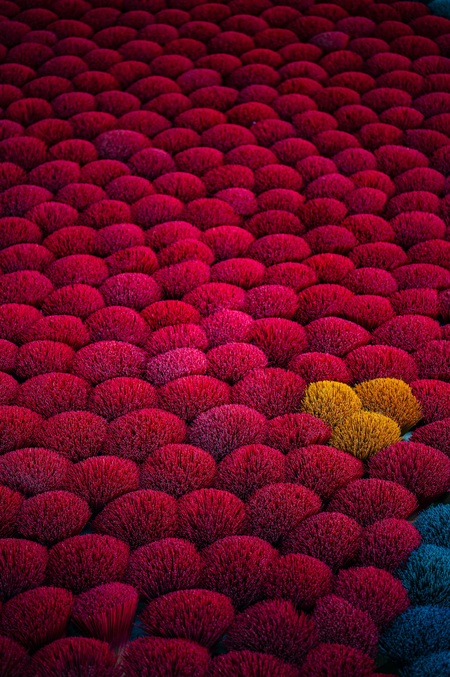 Groupes vibrants de fleurs rouges avec une fleur jaune proéminente