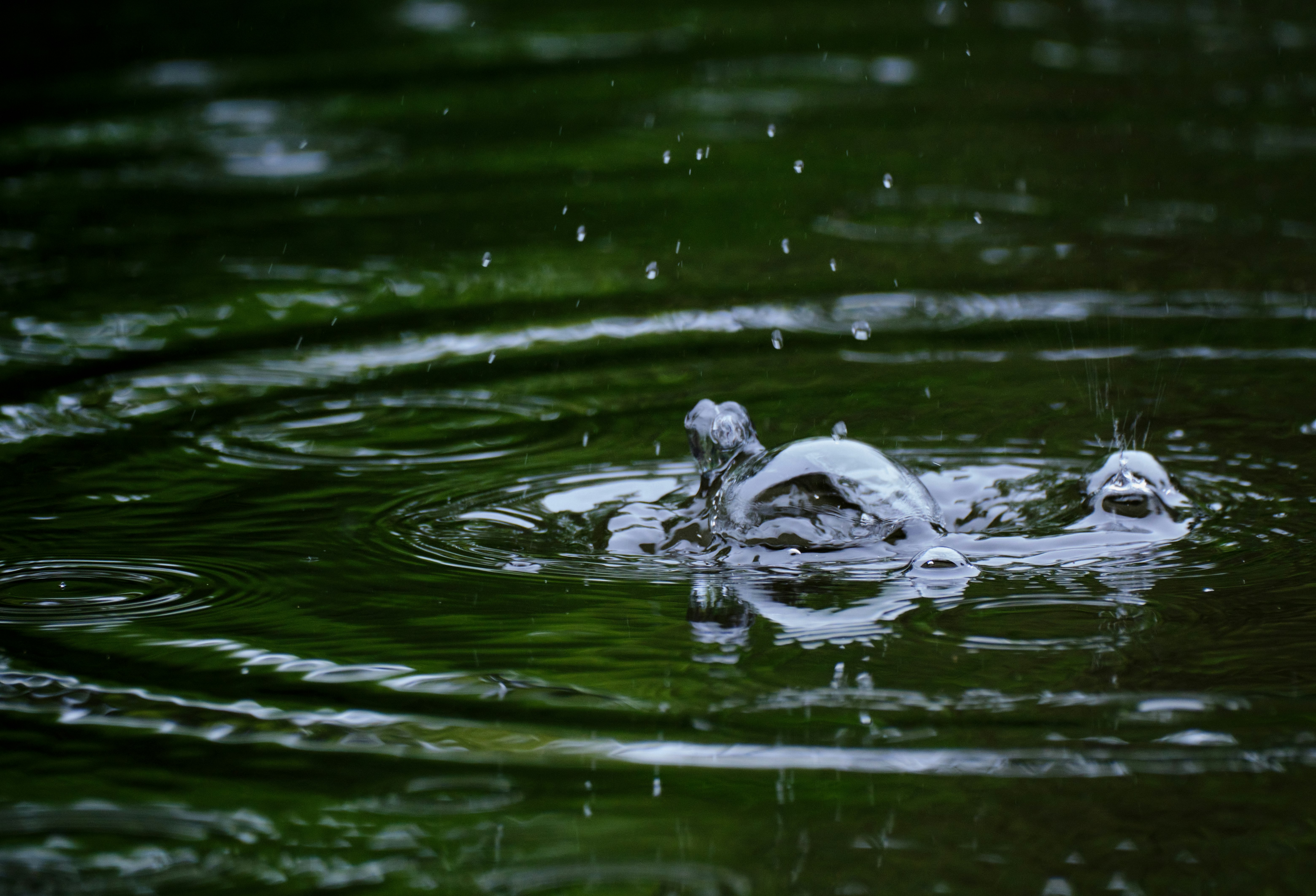雨の池に浮かぶ亀と波紋の水面