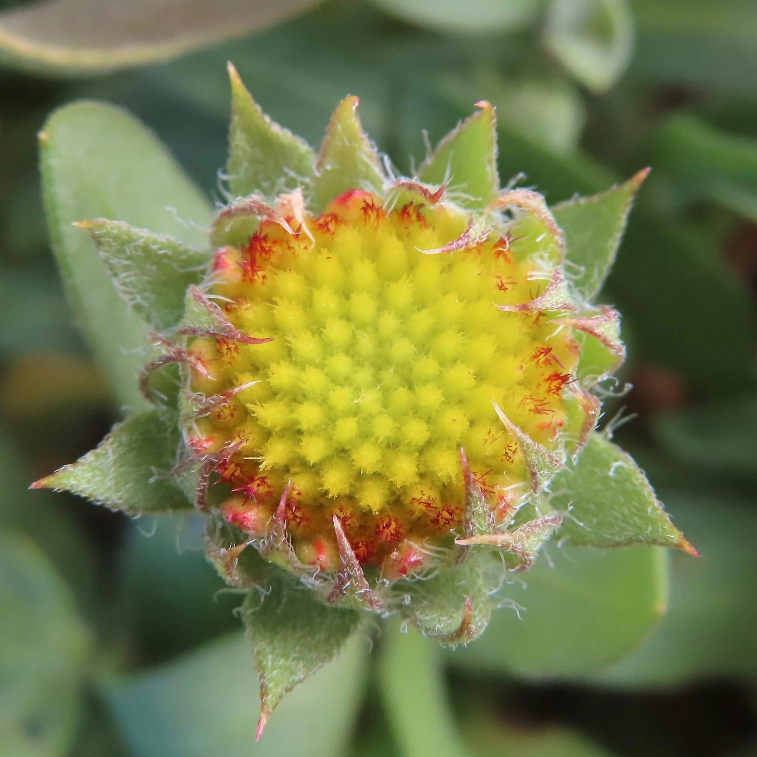 Close-up of a yellow flower bud surrounded by green leaves