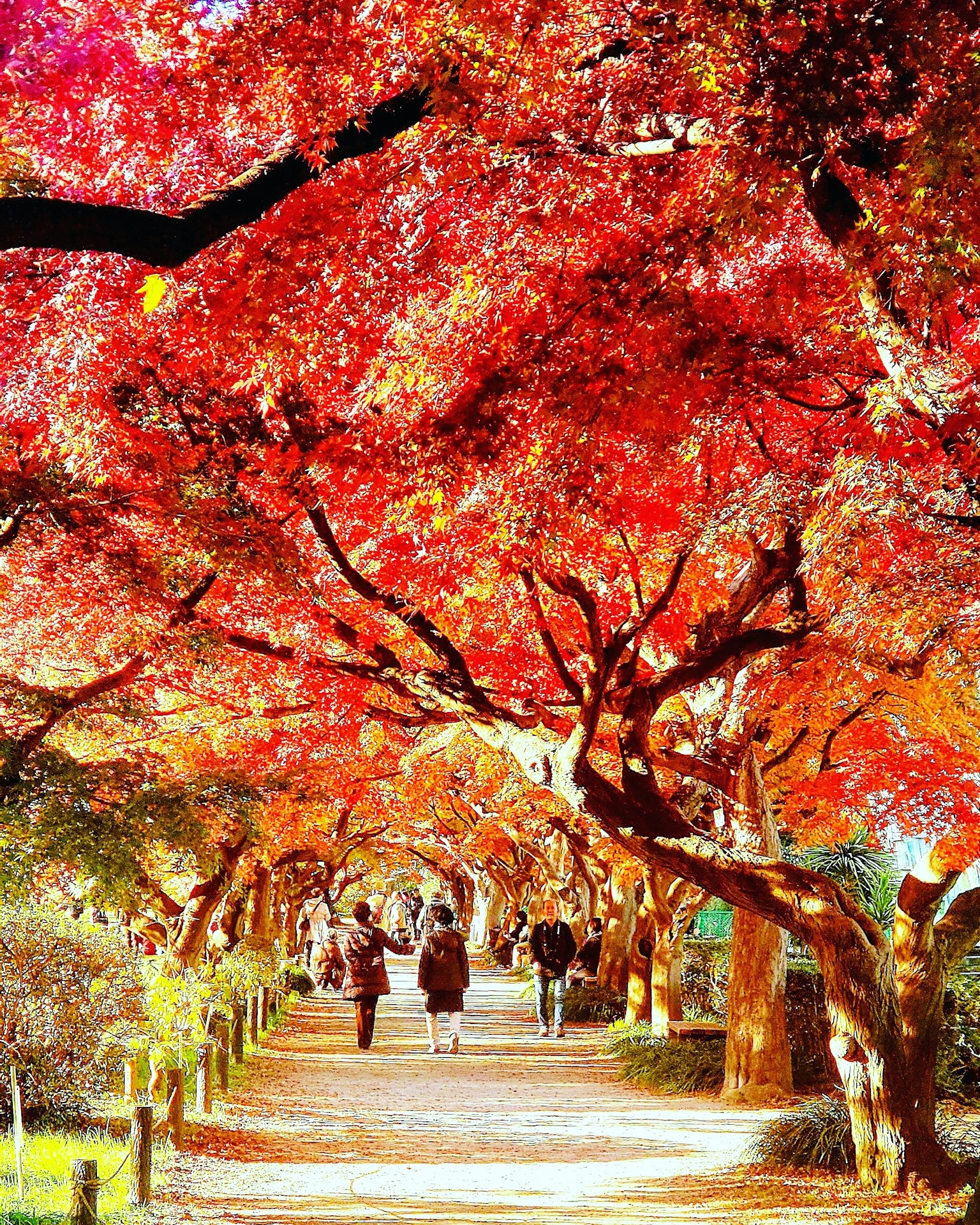 Personas caminando por un camino bordeado de árboles de otoño vibrantes