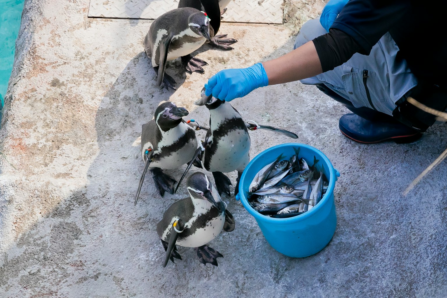 Una persona che dà pesci ai pinguini da un secchio blu