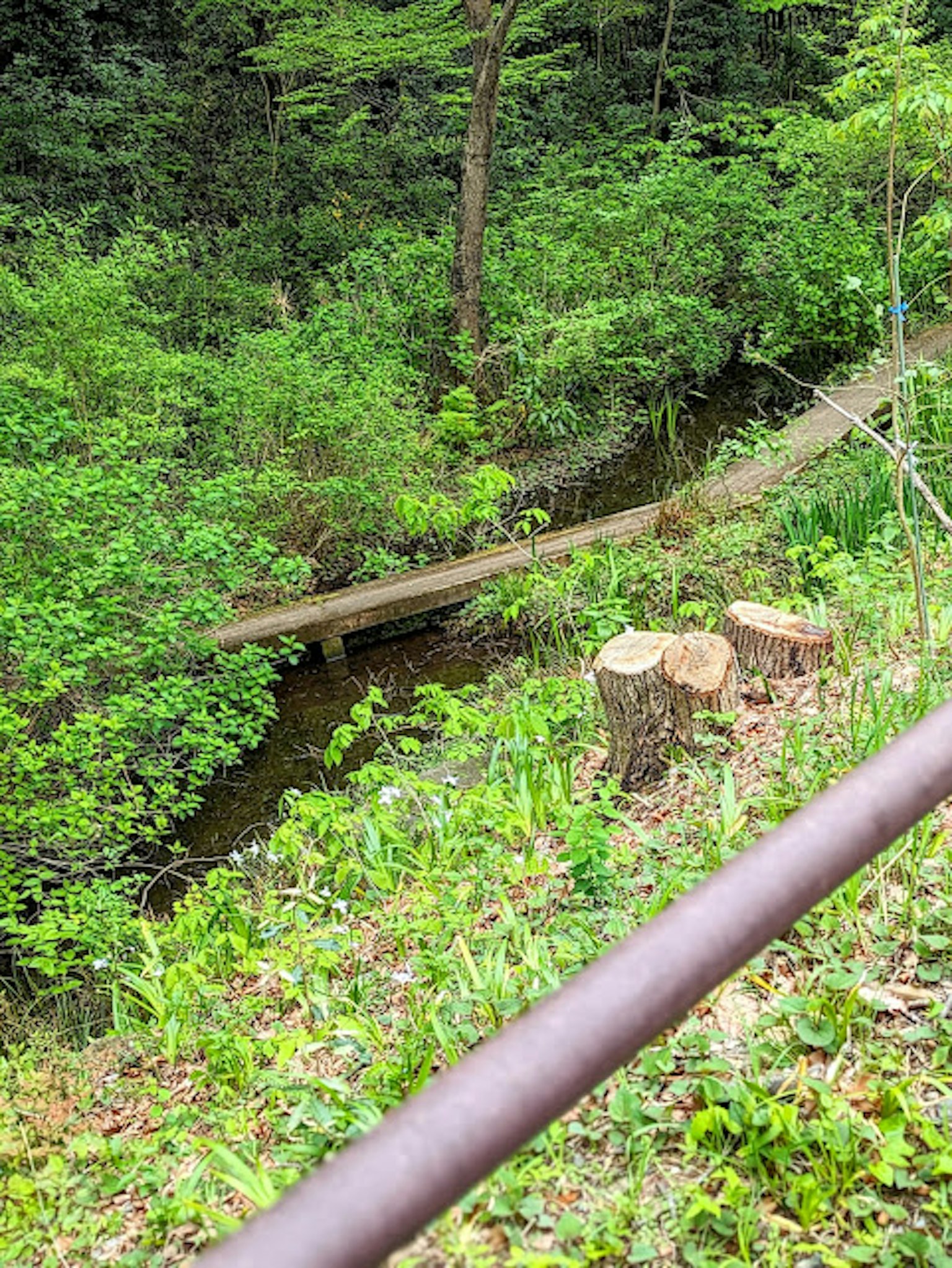 Vista panoramica di un sentiero e di un ruscello in una foresta lussureggiante