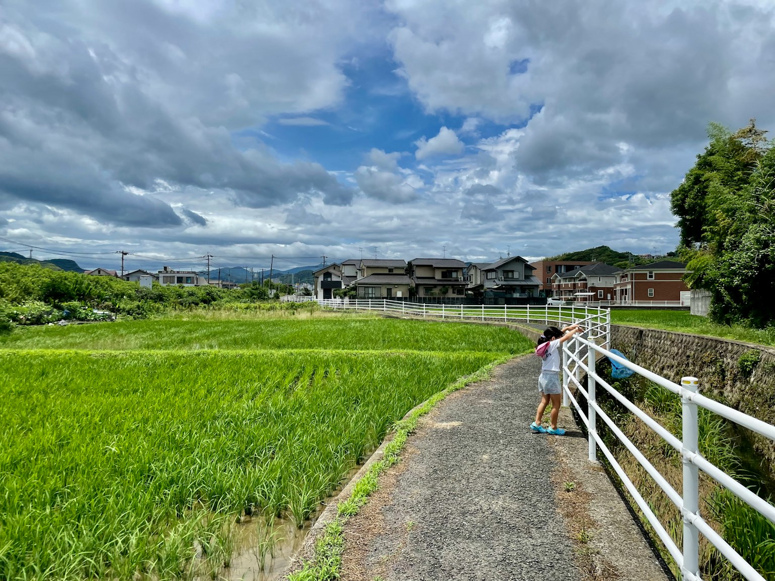 Child walking along a pathway beside a rice field under a blue sky