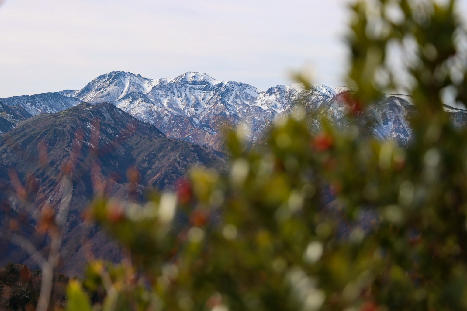 雪山与前景的绿色植物