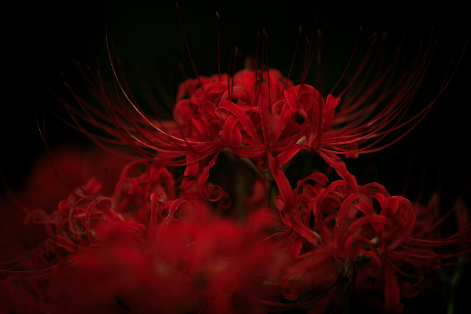 Gambar indah bunga spider lily merah di latar belakang gelap
