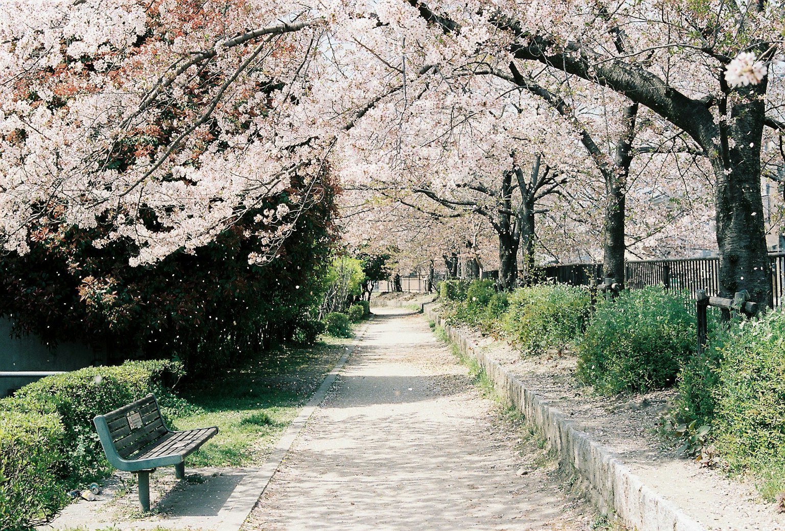 Bellissimo viale fiancheggiato da alberi di ciliegio e una panchina