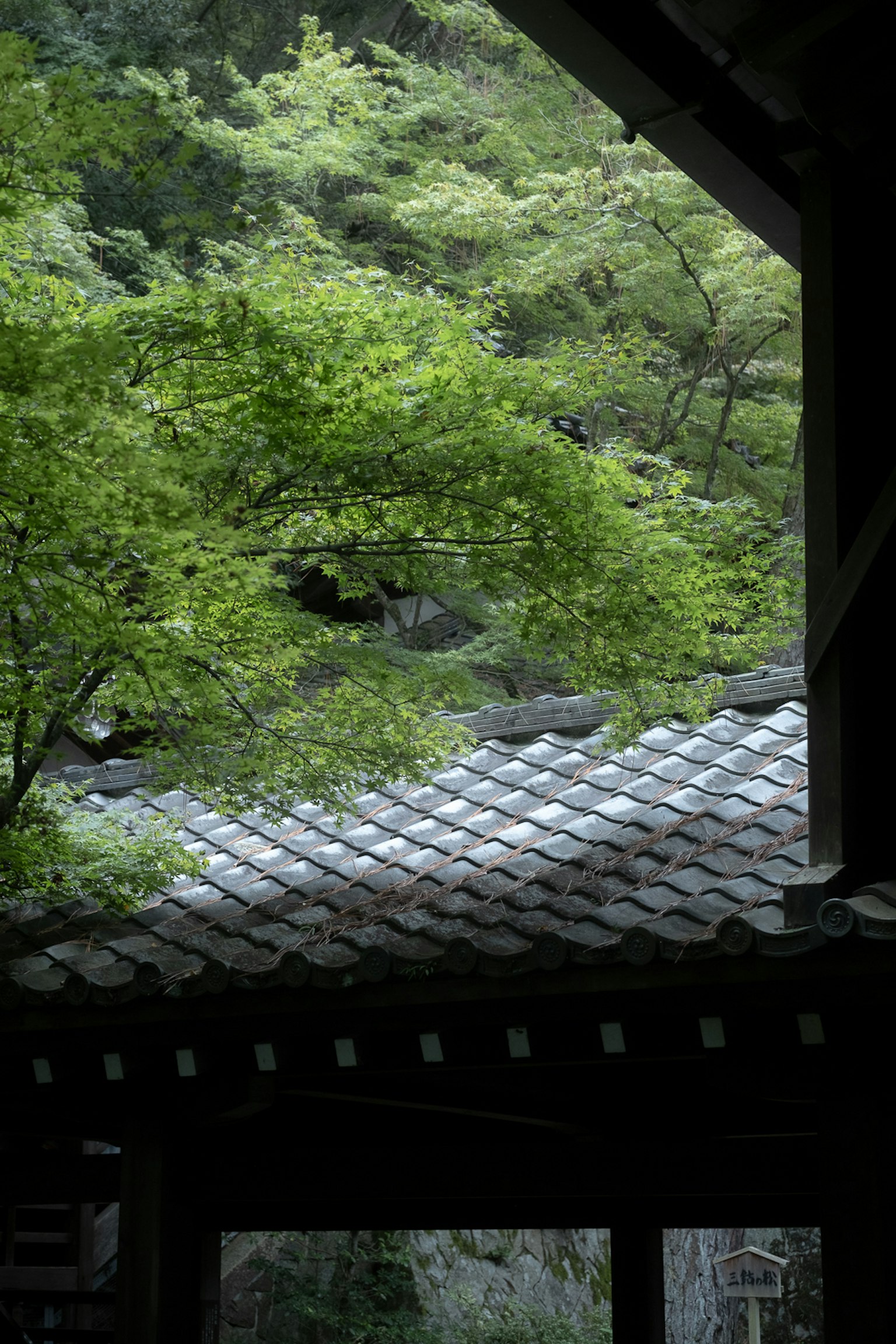 Vue sur des arbres verts luxuriants et un toit en tuiles
