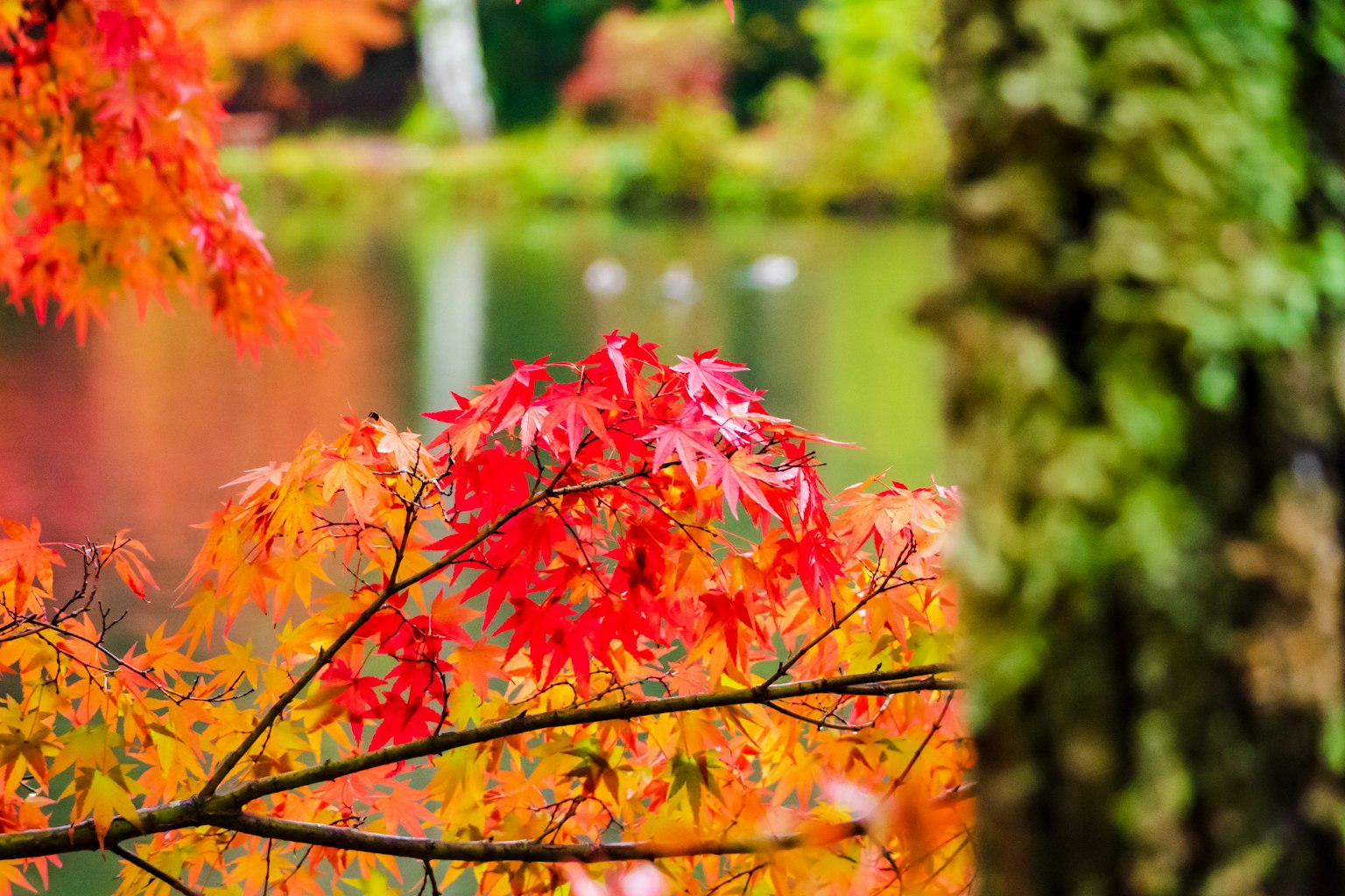 寧靜池塘旁的秋季彩葉紅葉和綠色樹幹