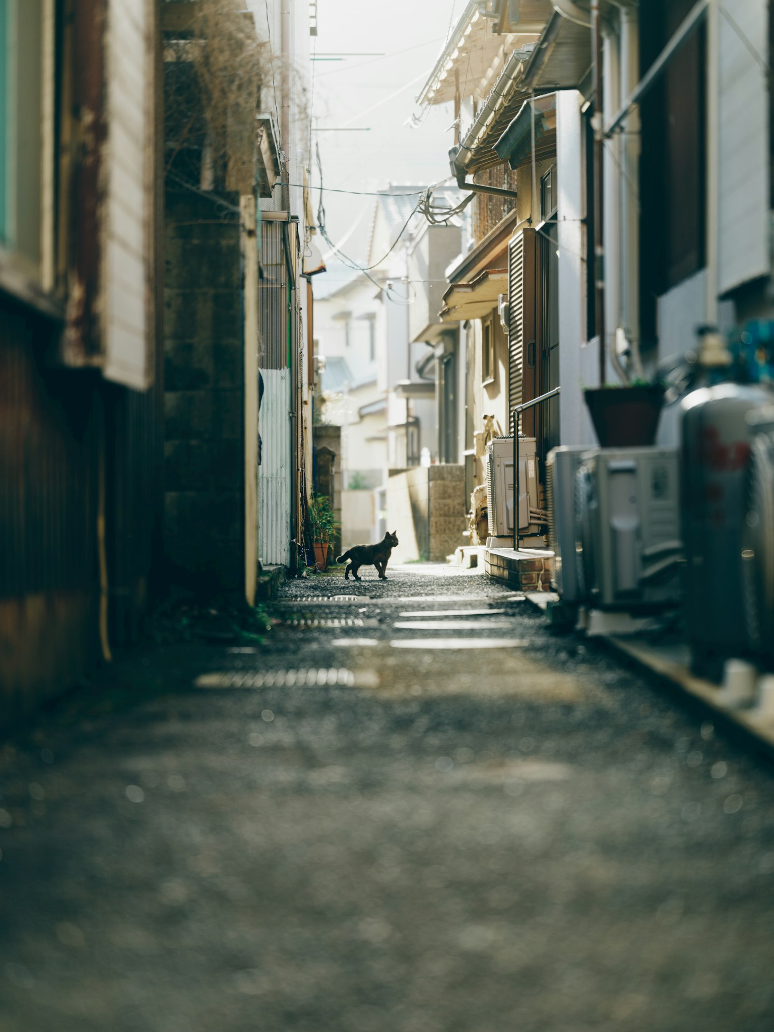 Narrow alley with a black cat and surrounding buildings