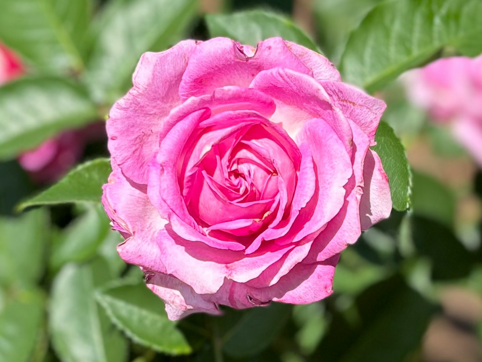 Una vibrante rosa rosa che fiorisce tra foglie verdi