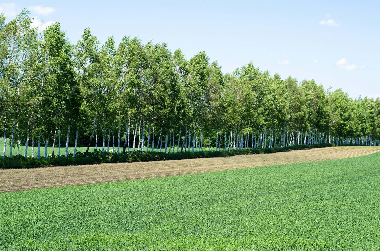 Lush green field with a row of birch trees