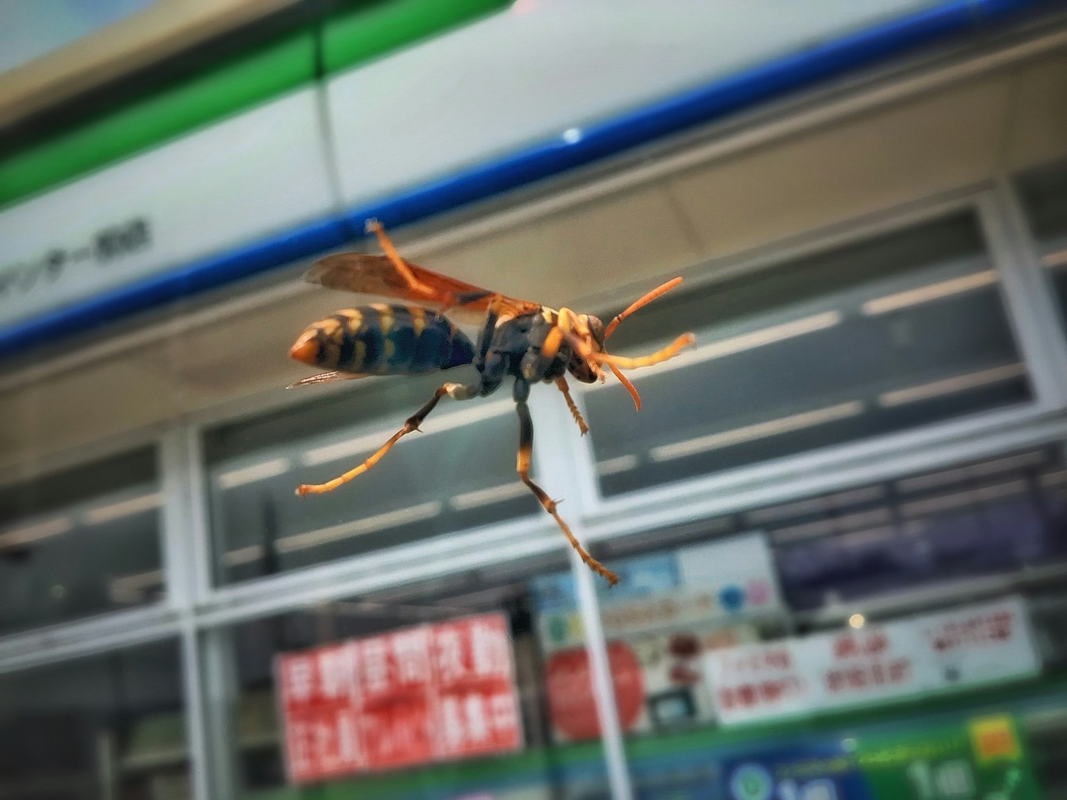 コンビニの前で飛んでいるハチのクローズアップ