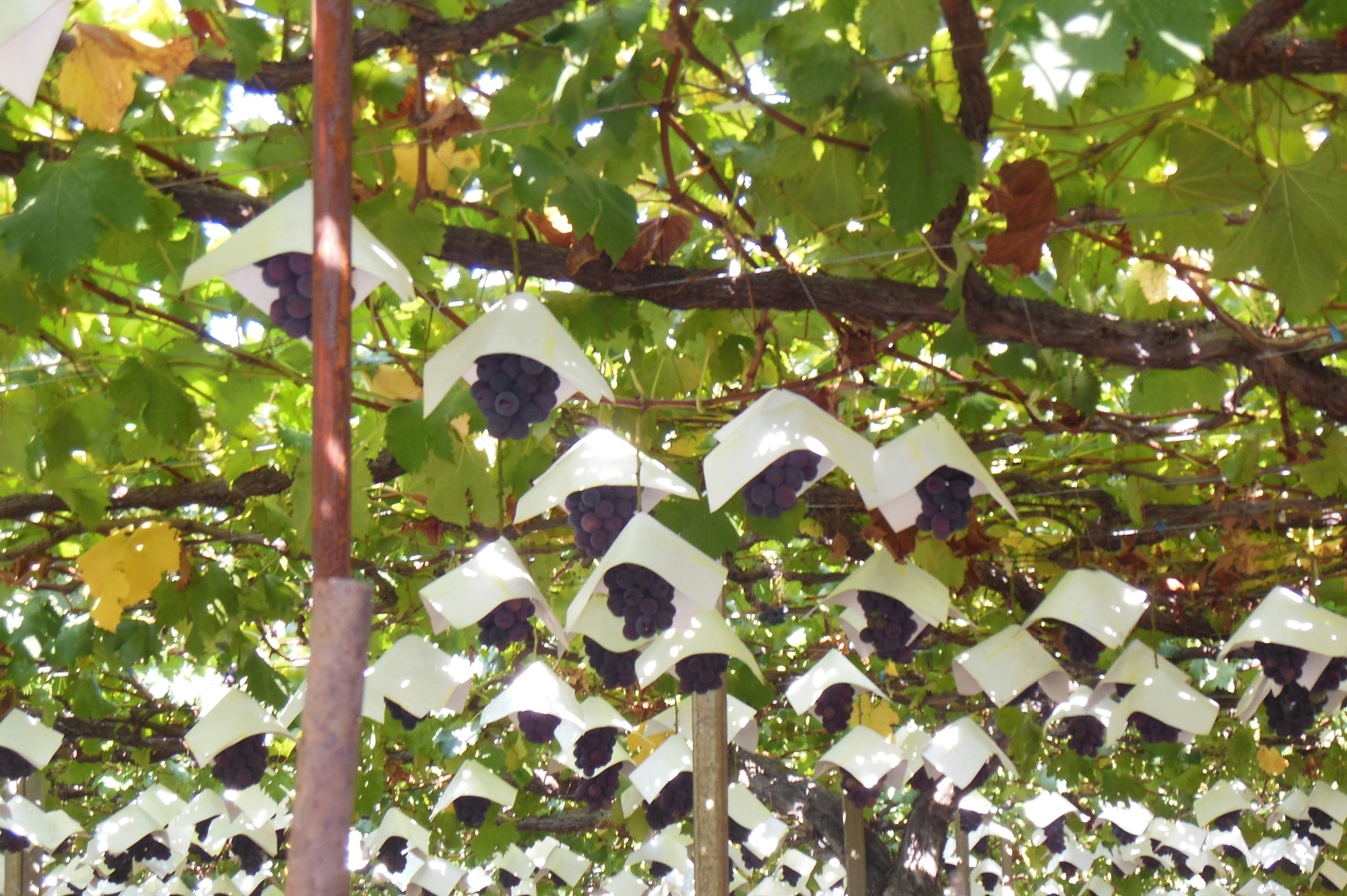 color paper decorations and hanging strips on tree branches