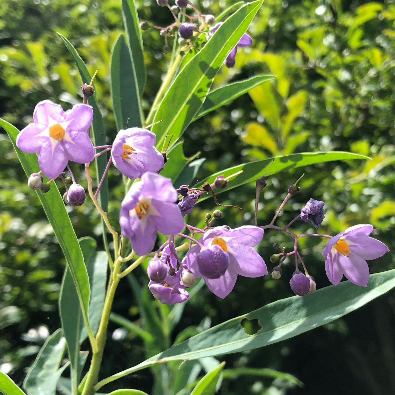 紫色花朵环绕绿色叶子的植物特写