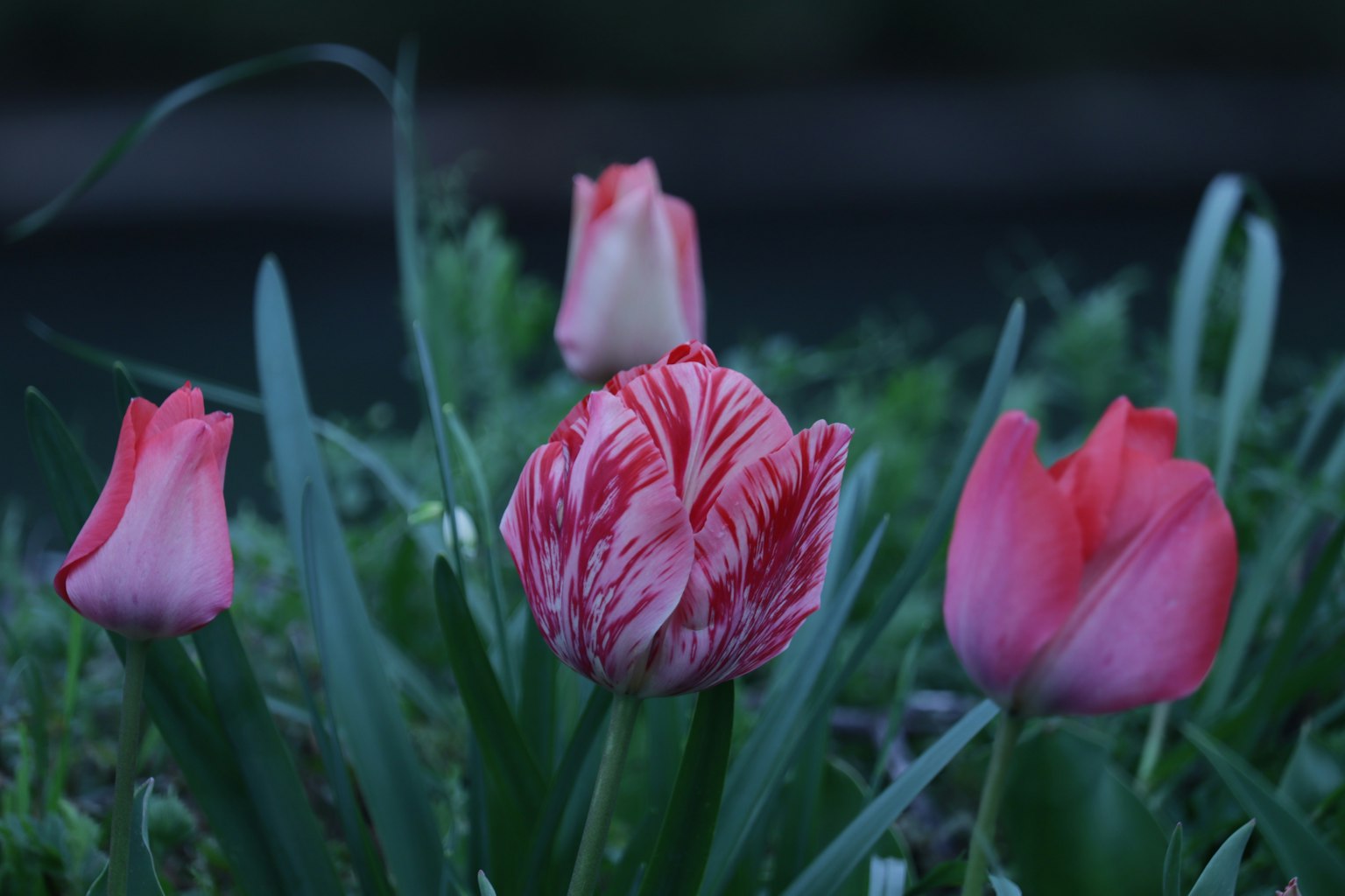 Tulip berwarna merah dan putih dikelilingi oleh tulip merah muda