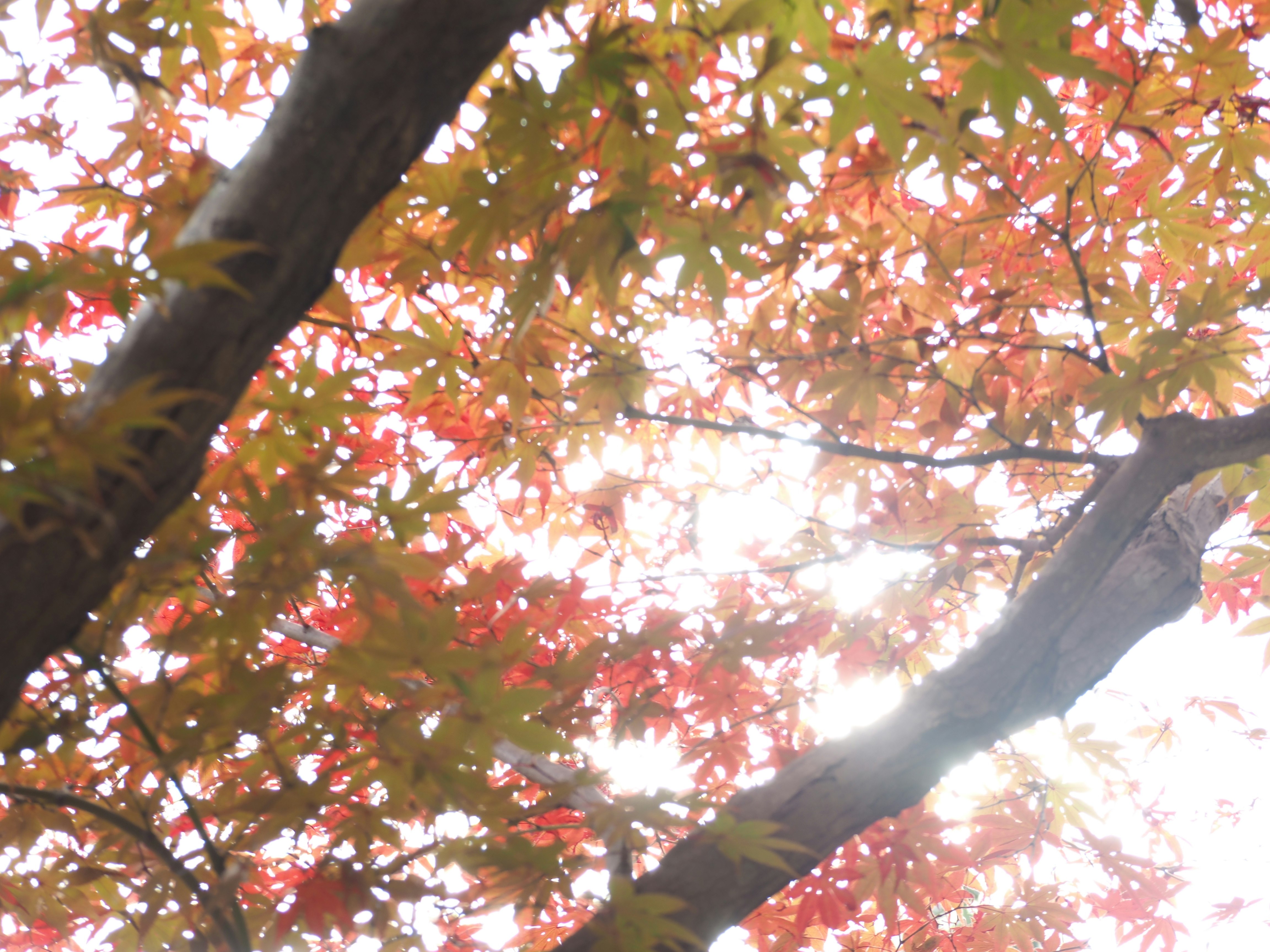桜の葉と枝が逆光で輝く木の上部