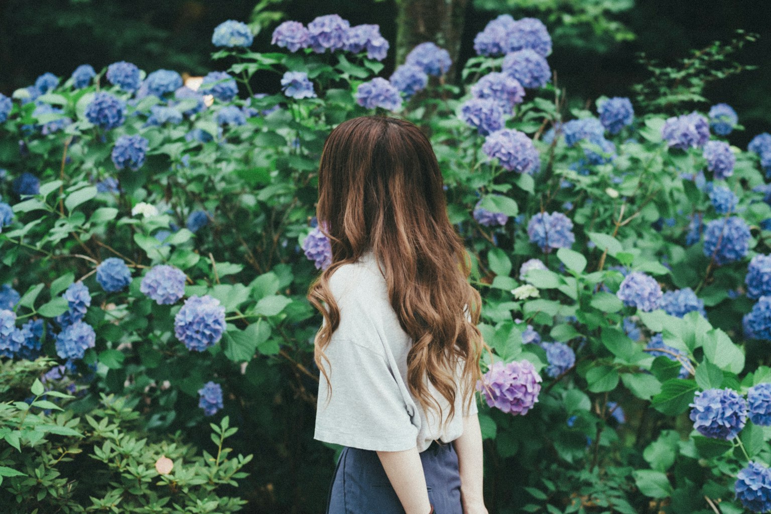 女人站在藍色繡球花前