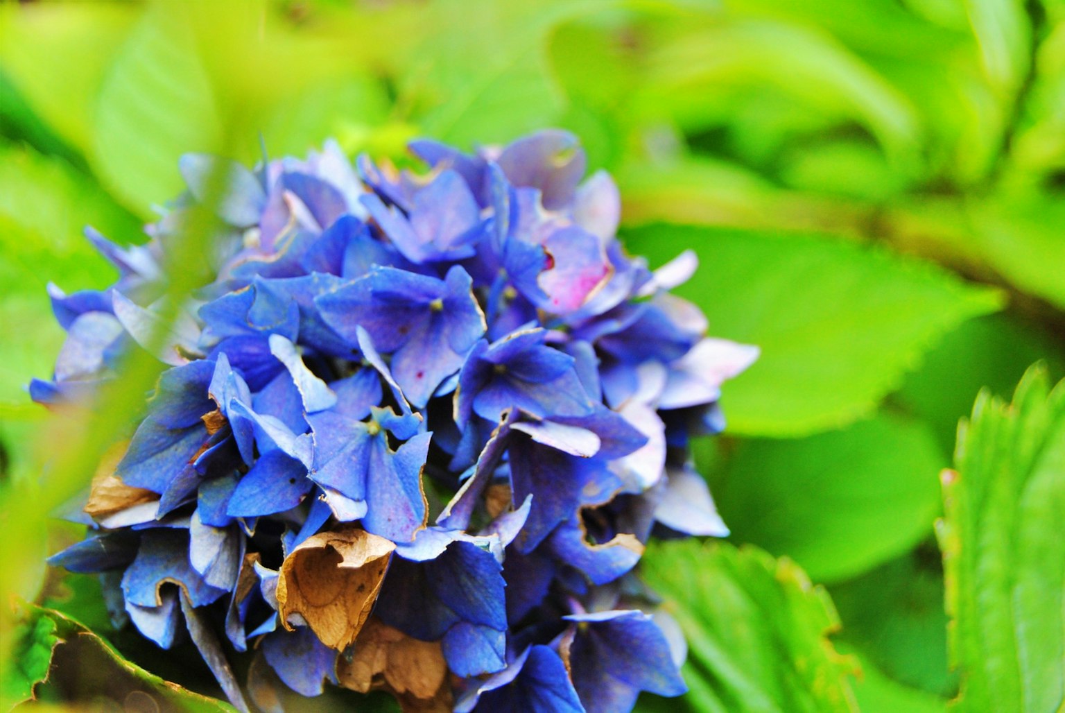 Vibrant blue hydrangea flower surrounded by green leaves