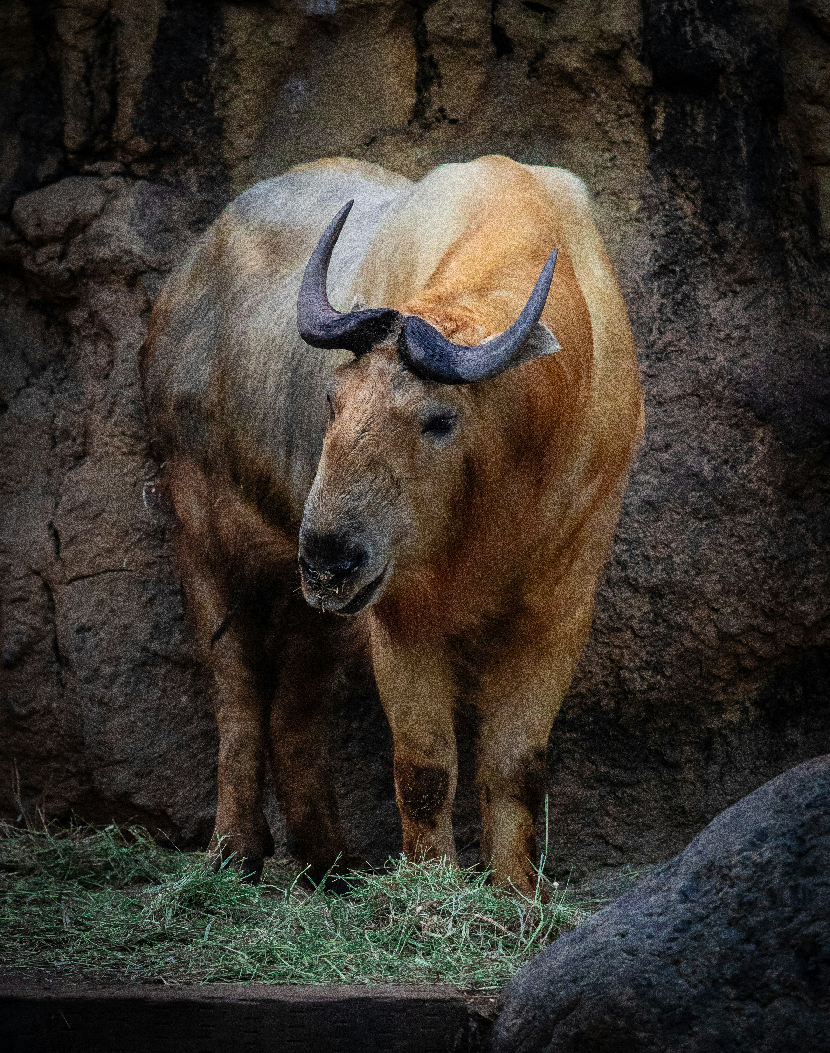 岩場の前に立つヤクのような大型の野生動物