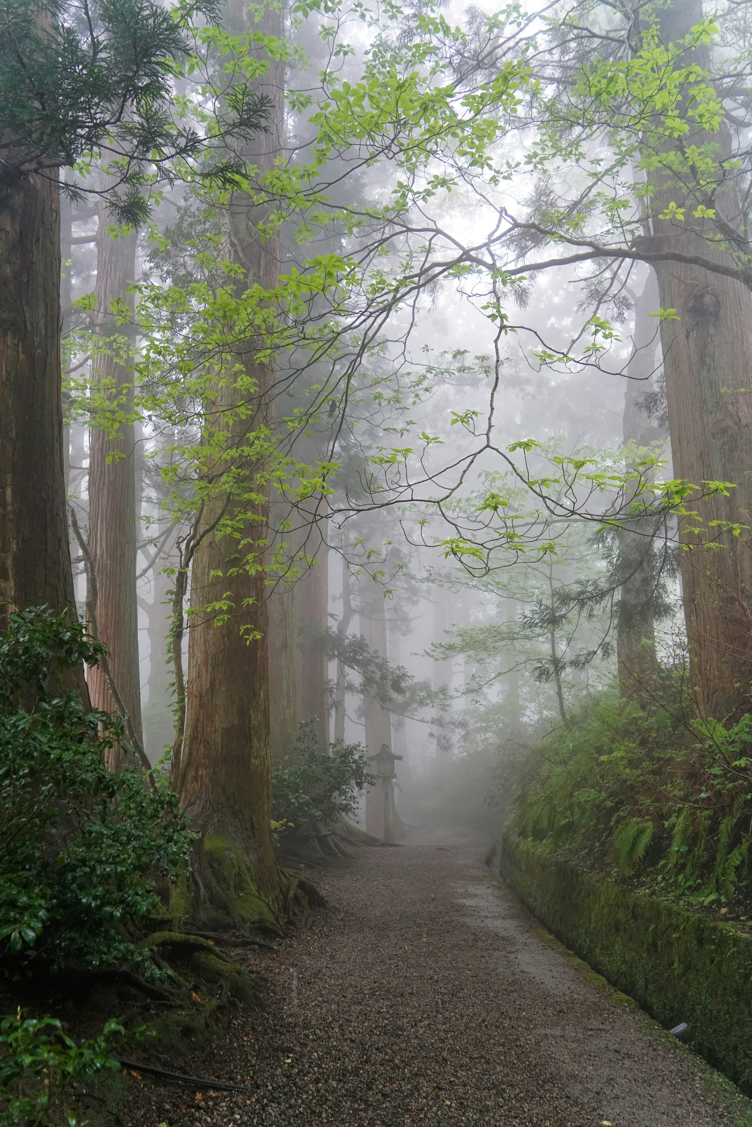 Un chemin brumeux à travers une forêt verdoyante avec des grands arbres et des feuilles fraîches