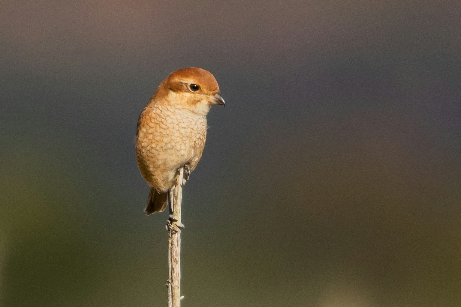 小さな鳥が茎の上に立っている背景はぼやけている
