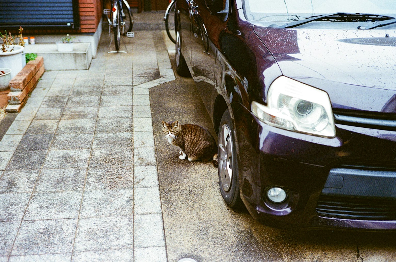 一隻貓坐在鋪設的地面旁邊的紫色車旁邊