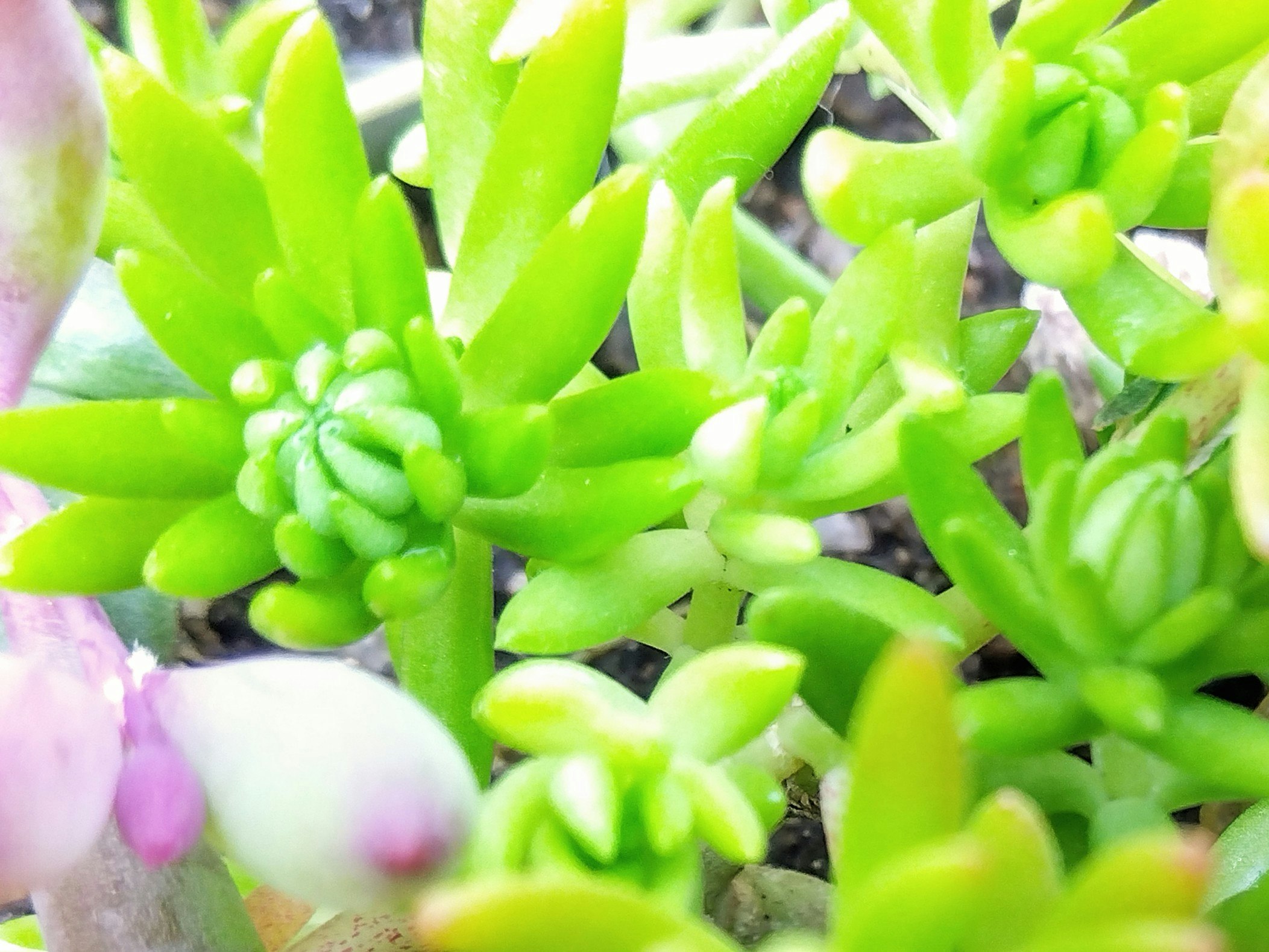 盆栽中多肉植物鮮嫩新芽的特寫