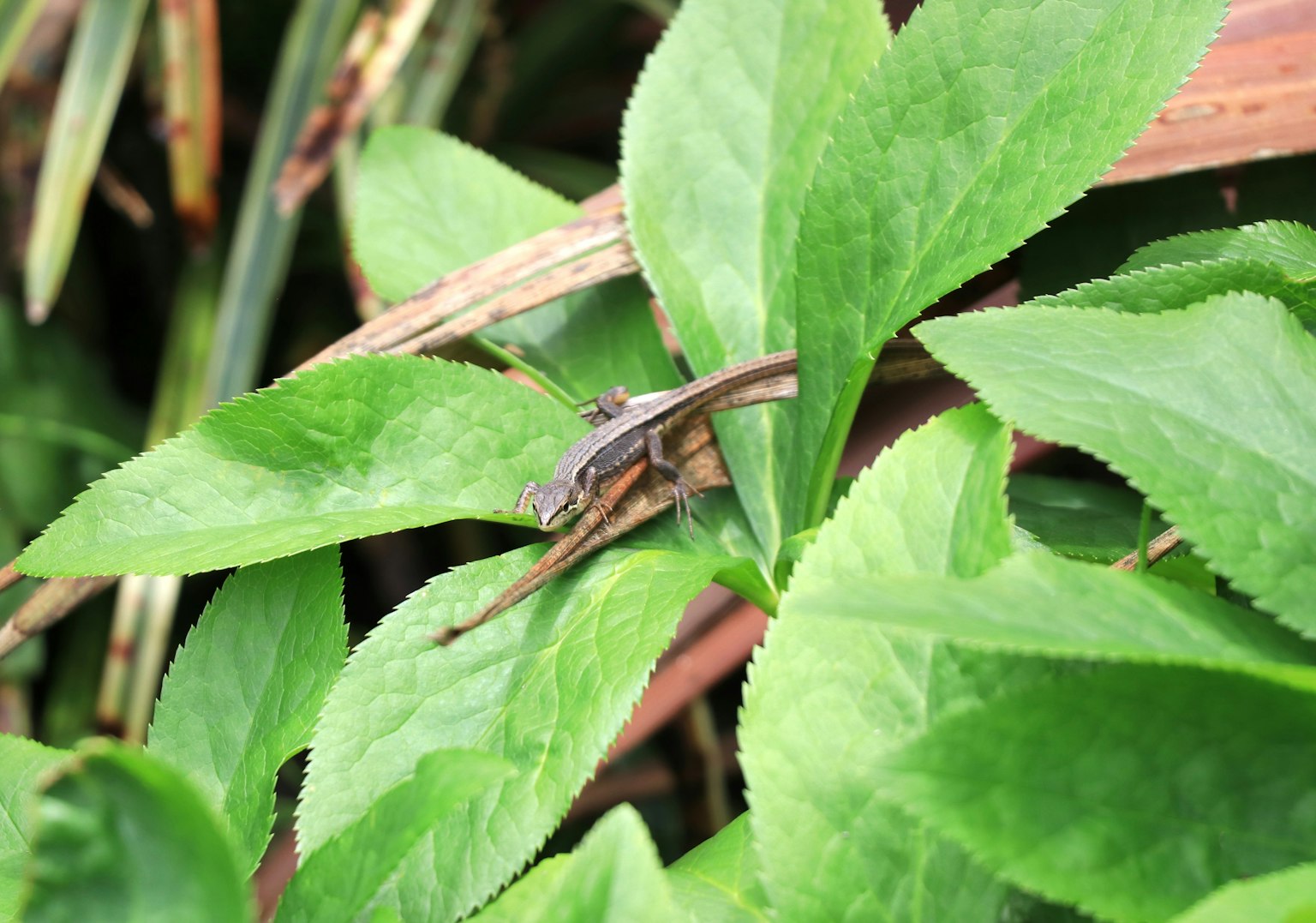 Nahaufnahme eines kleinen Insekts auf grünen Blättern