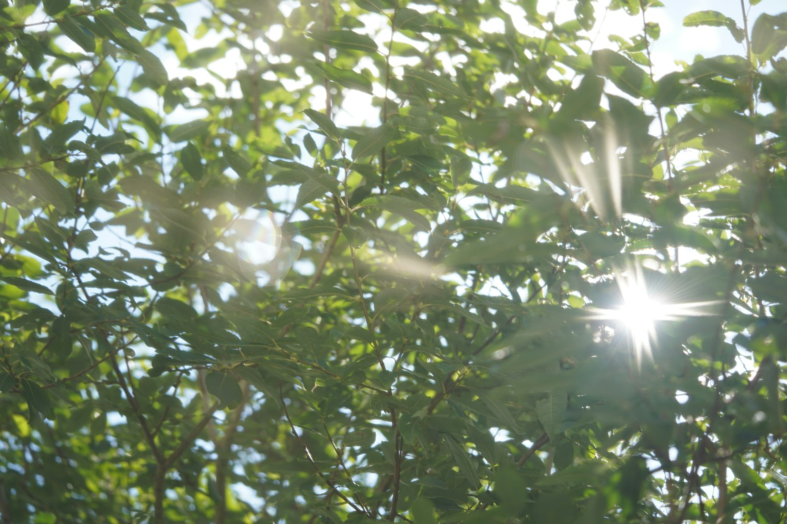 Luce solare che brilla attraverso foglie verdi in un ambiente naturale vibrante