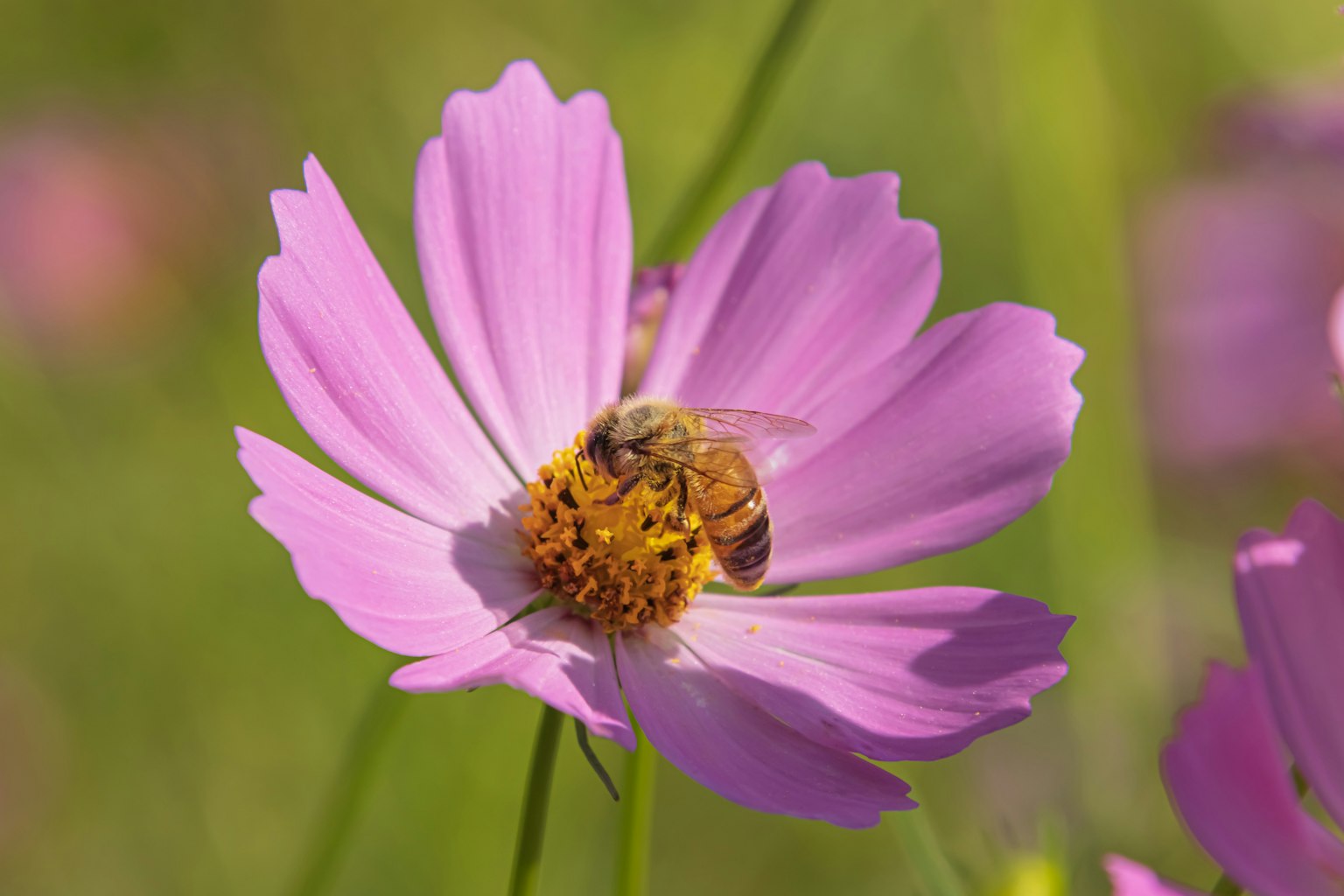 Close-up of a bee on a pink flower