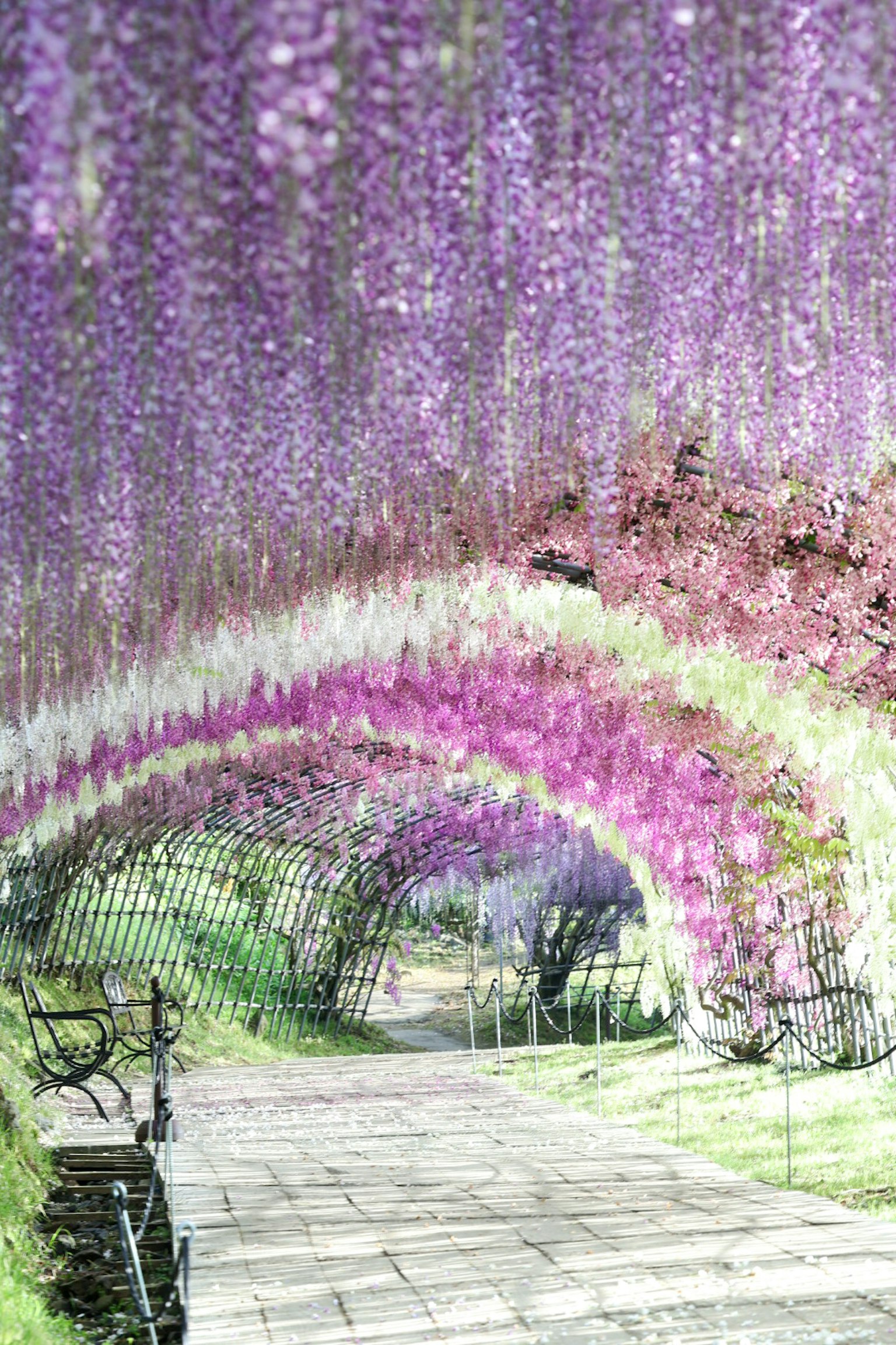 Bellissimo tunnel di fiori di glicine viola in fiore