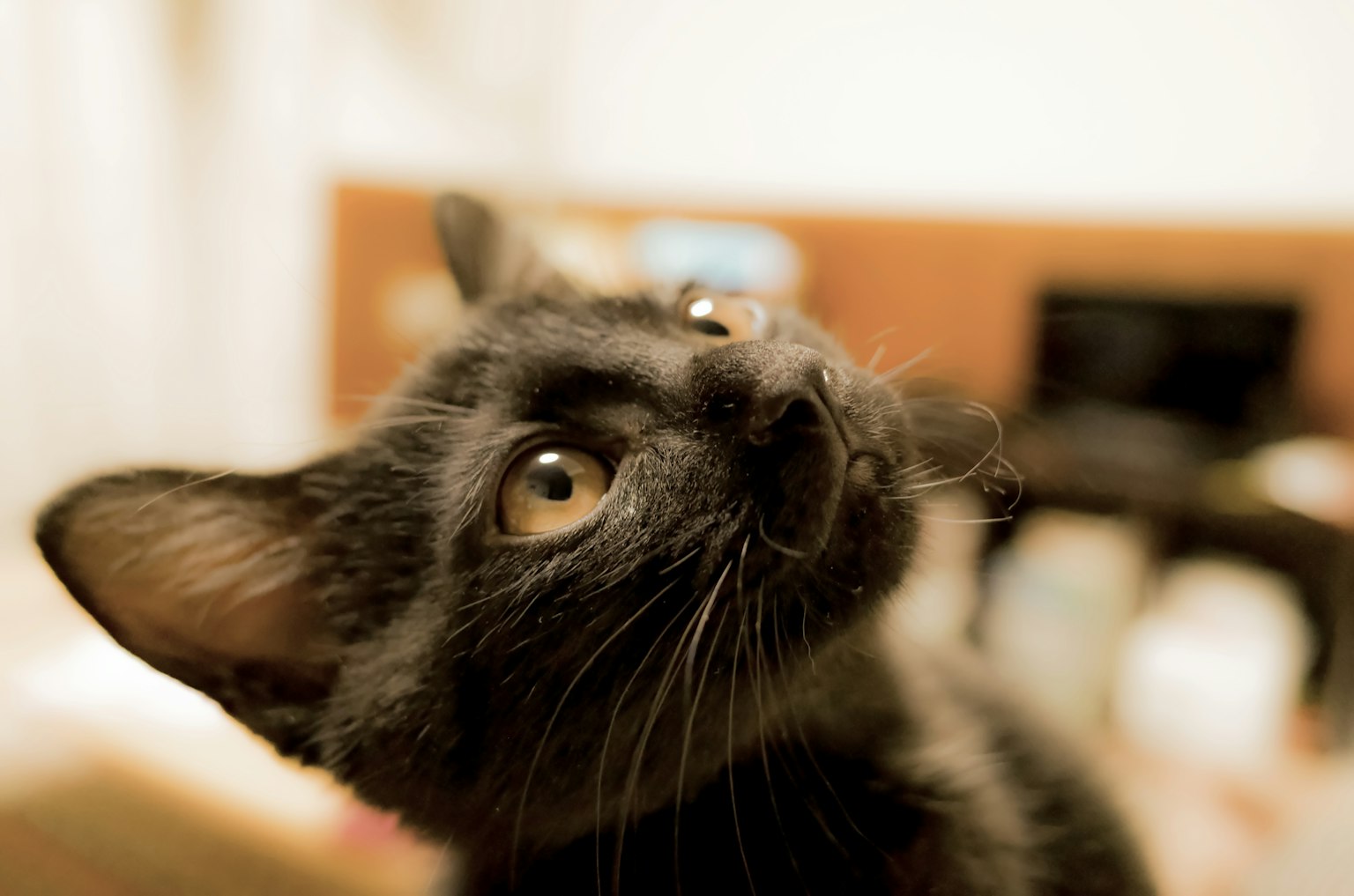 Immagine in primo piano di un gatto nero con occhi gialli brillanti e un'espressione curiosa