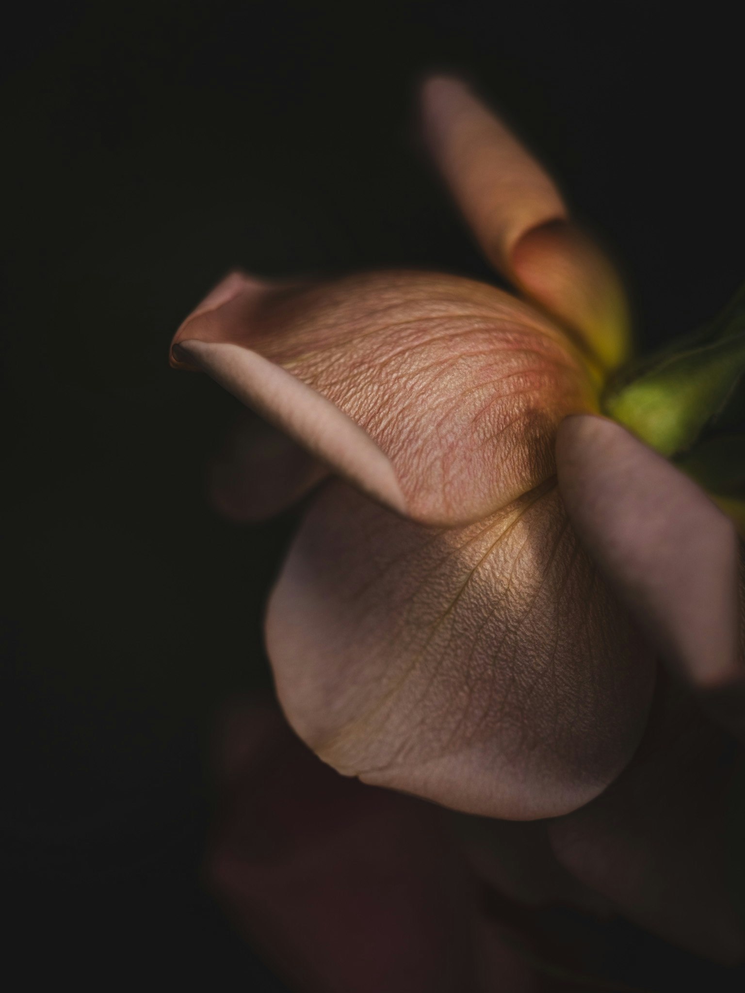 Primo piano di delicati petali di fiore su sfondo scuro