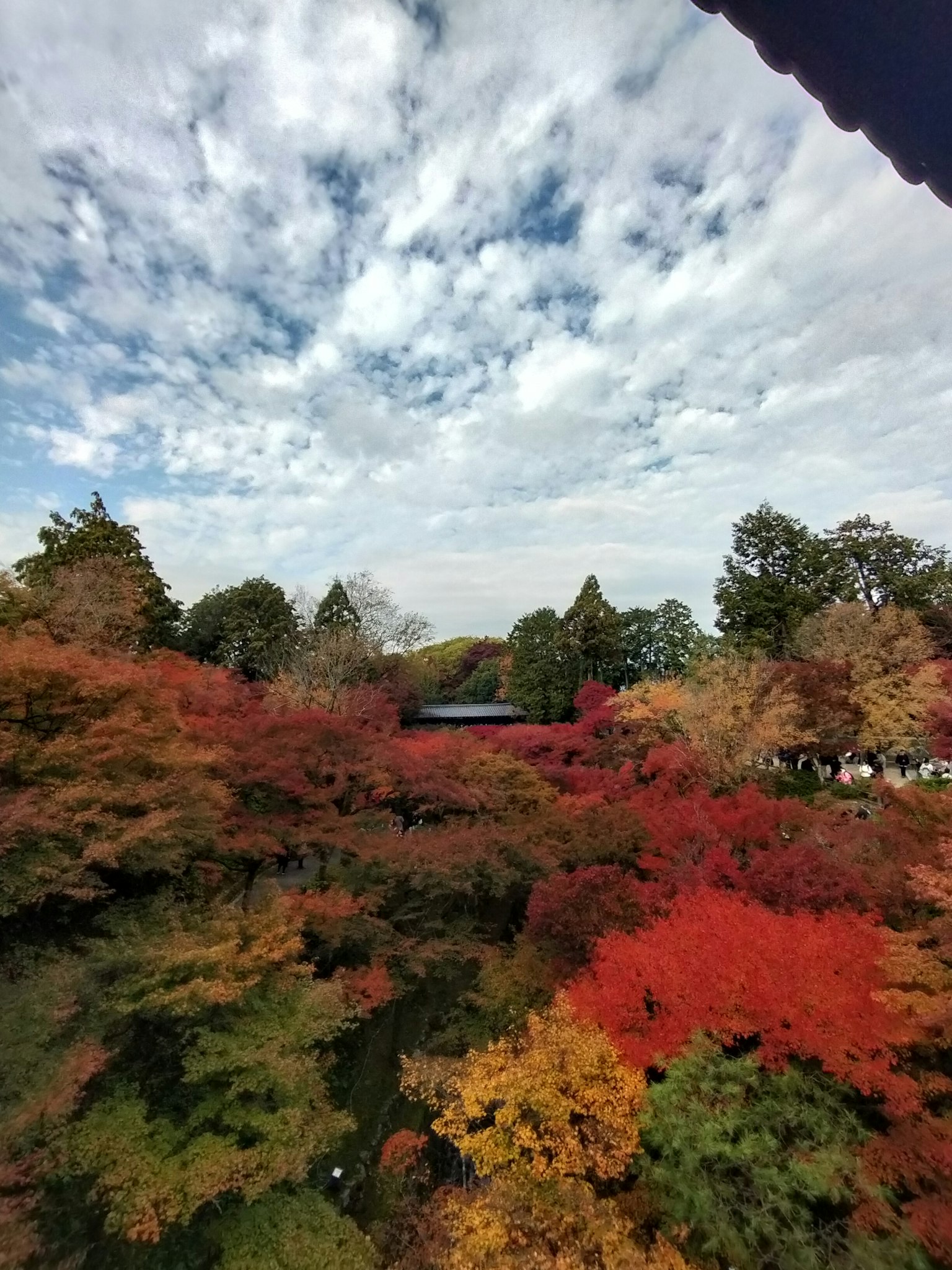 公園的風景，覆蓋著生動的秋季葉子和藍天