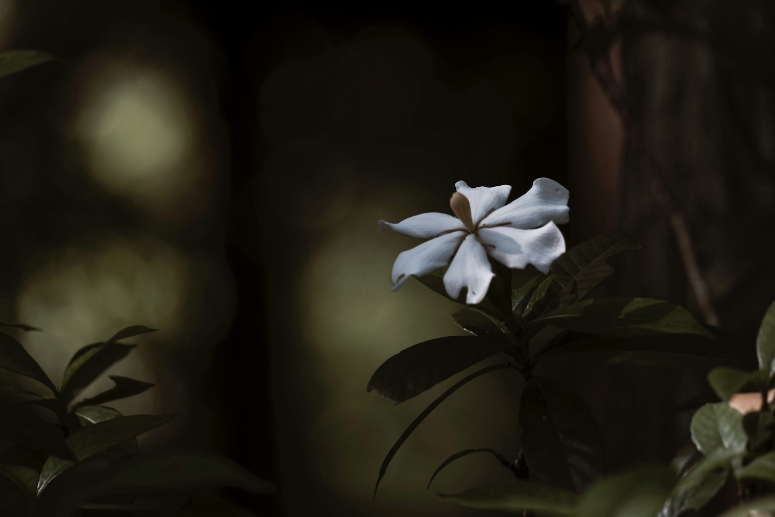 一朵白花在黑暗背景下綻放