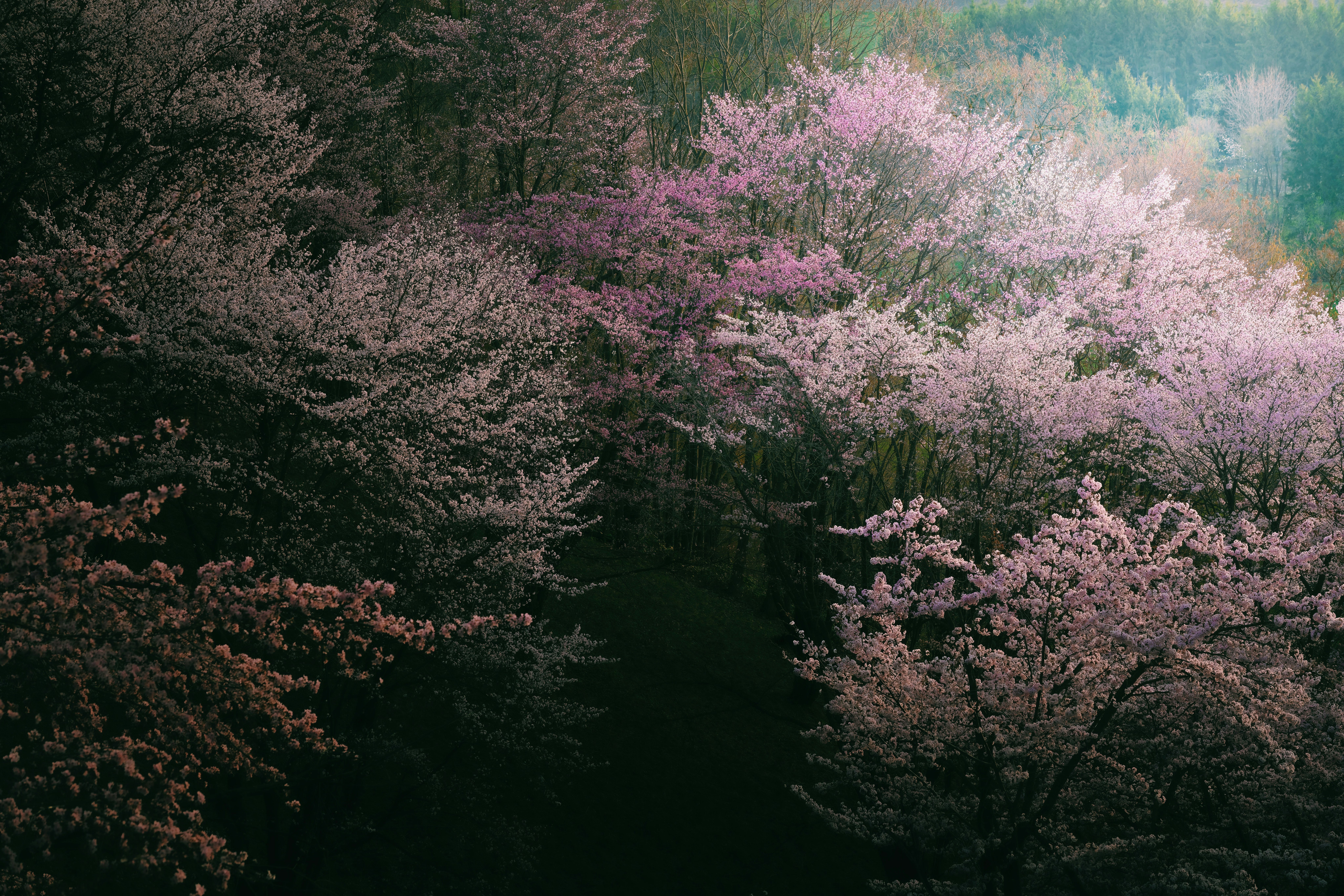 櫻花盛開的山間風景